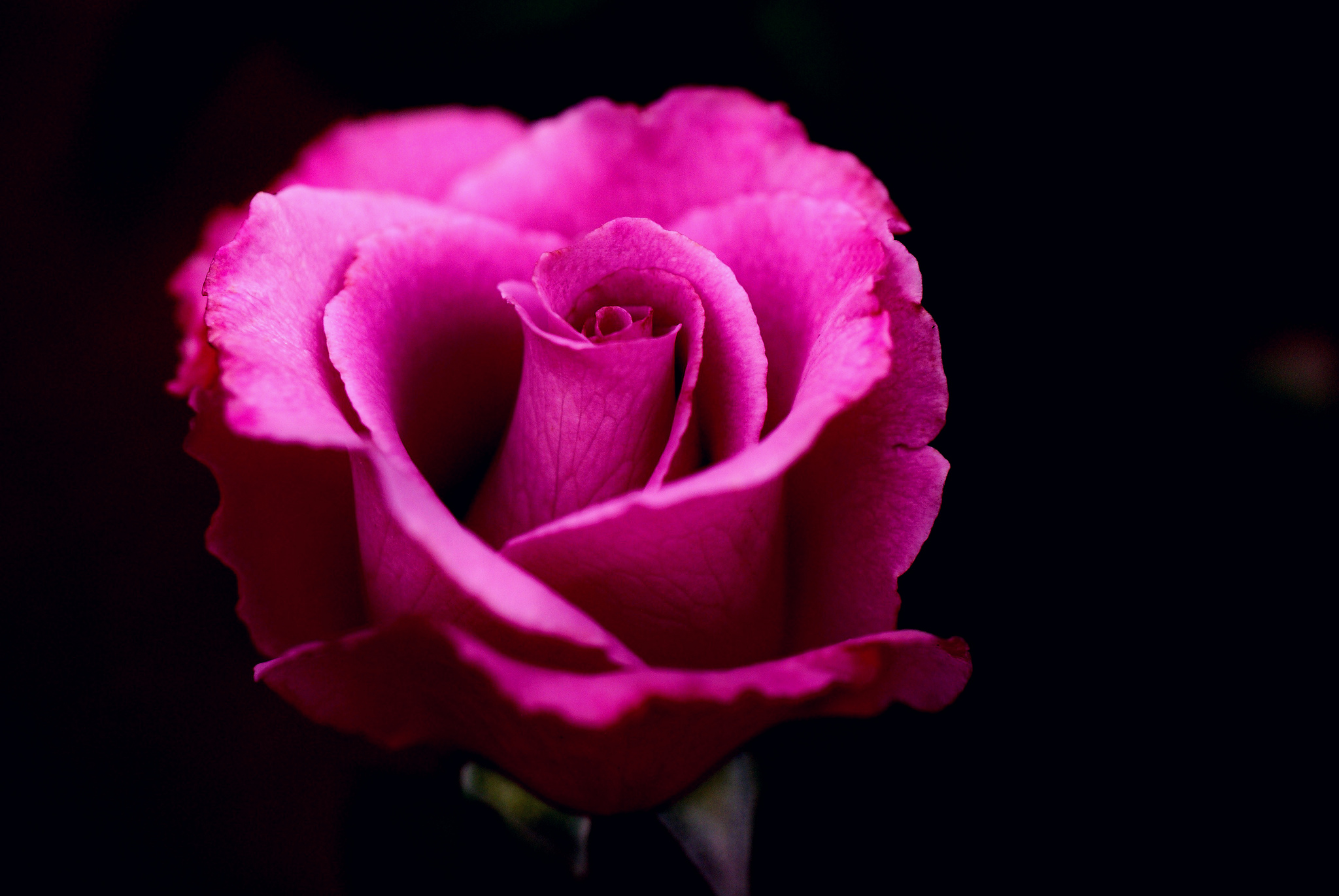 桌面上的壁纸玫瑰 鲜花 粉红色
