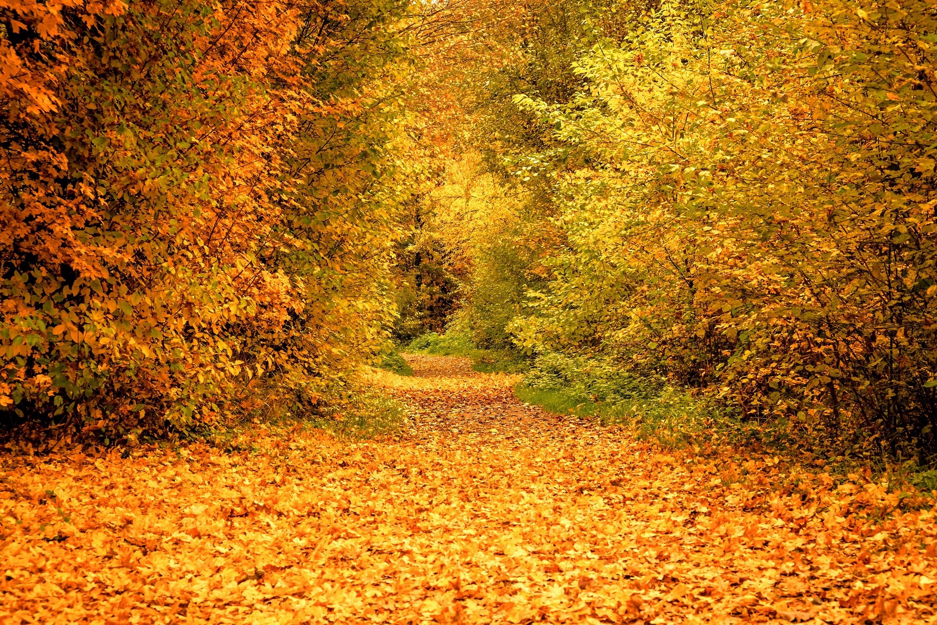 Free photo Nature in yellow autumn leaves