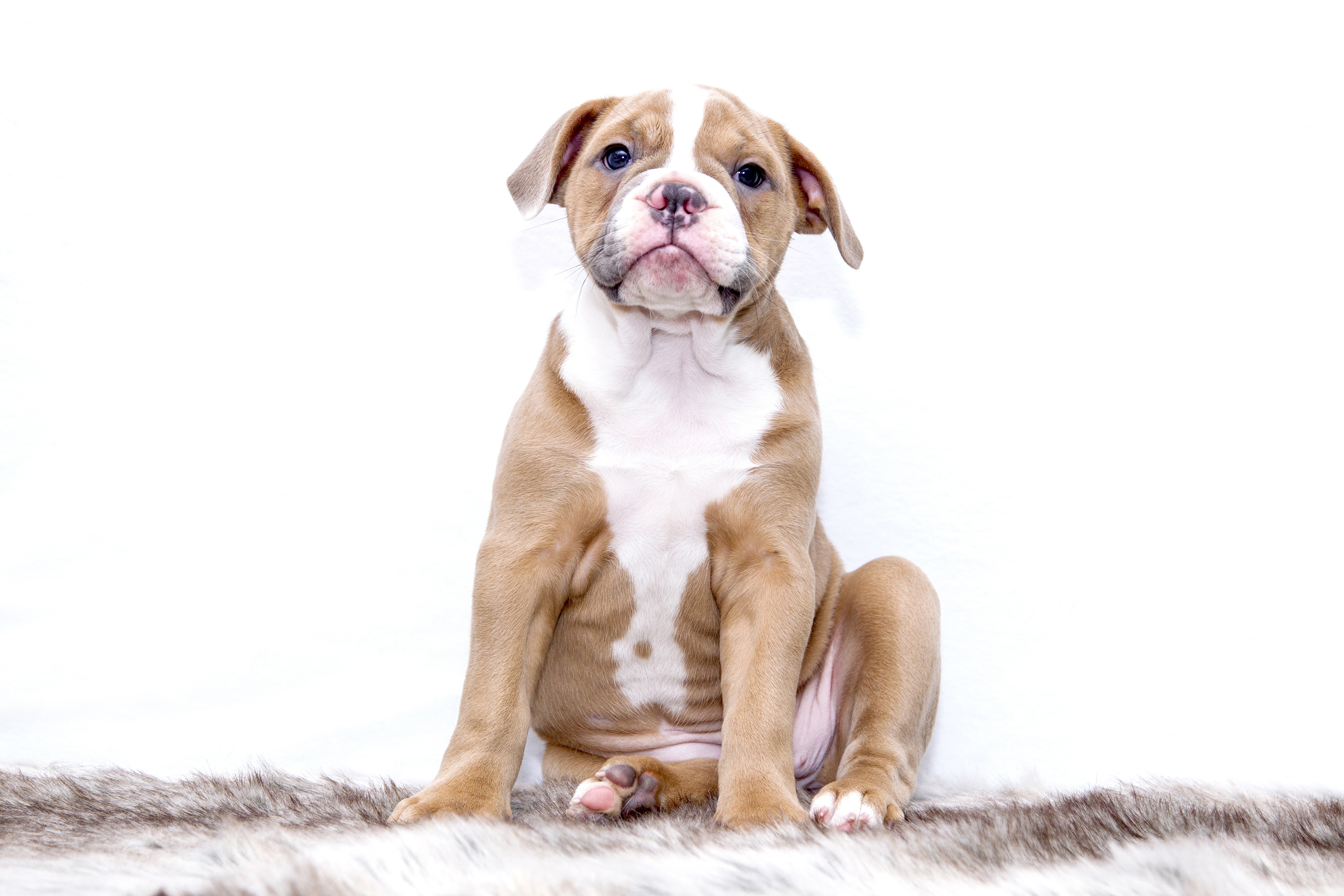 Free photo A little English Labrador puppy