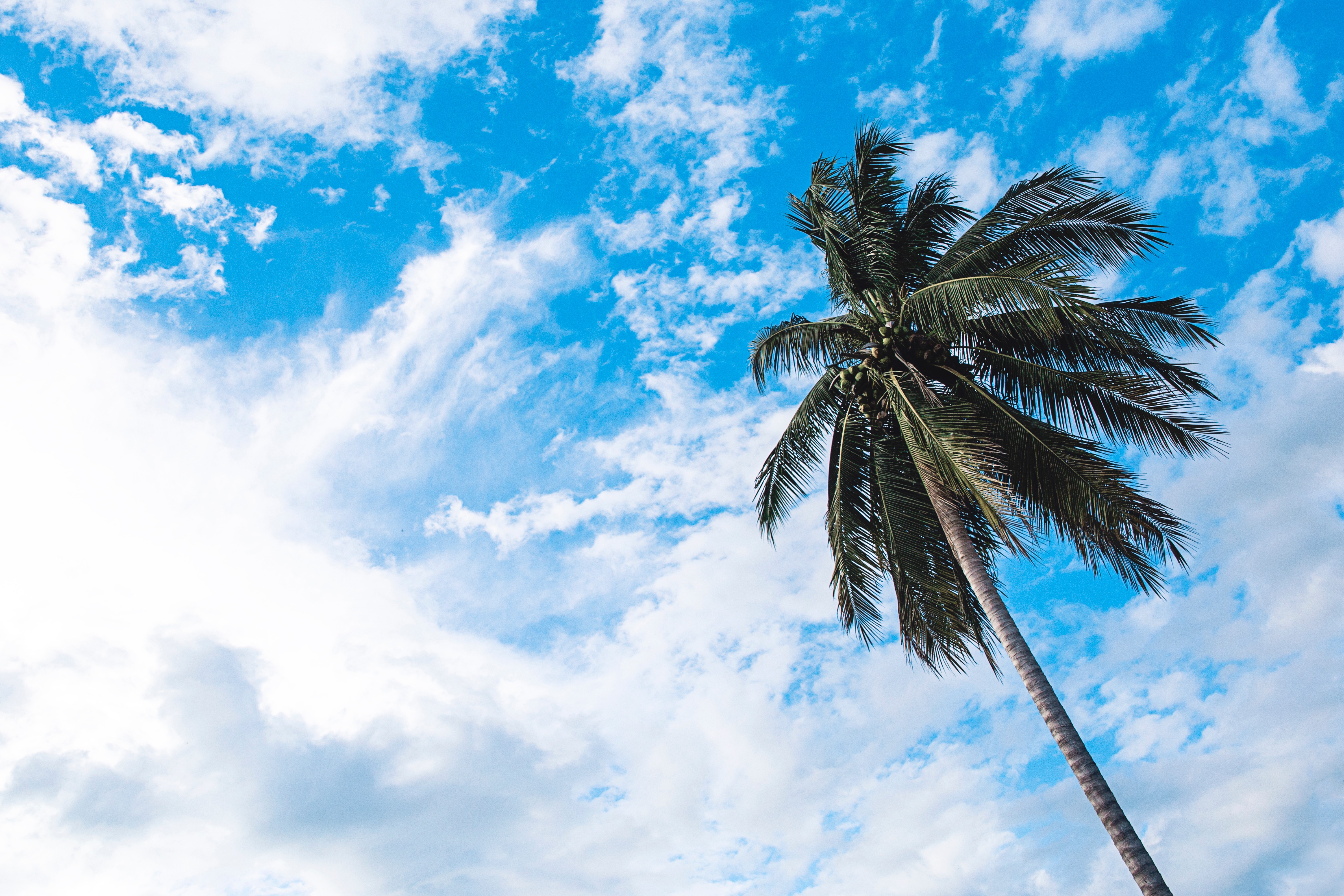 Wallpapers tree branch cloud on the desktop