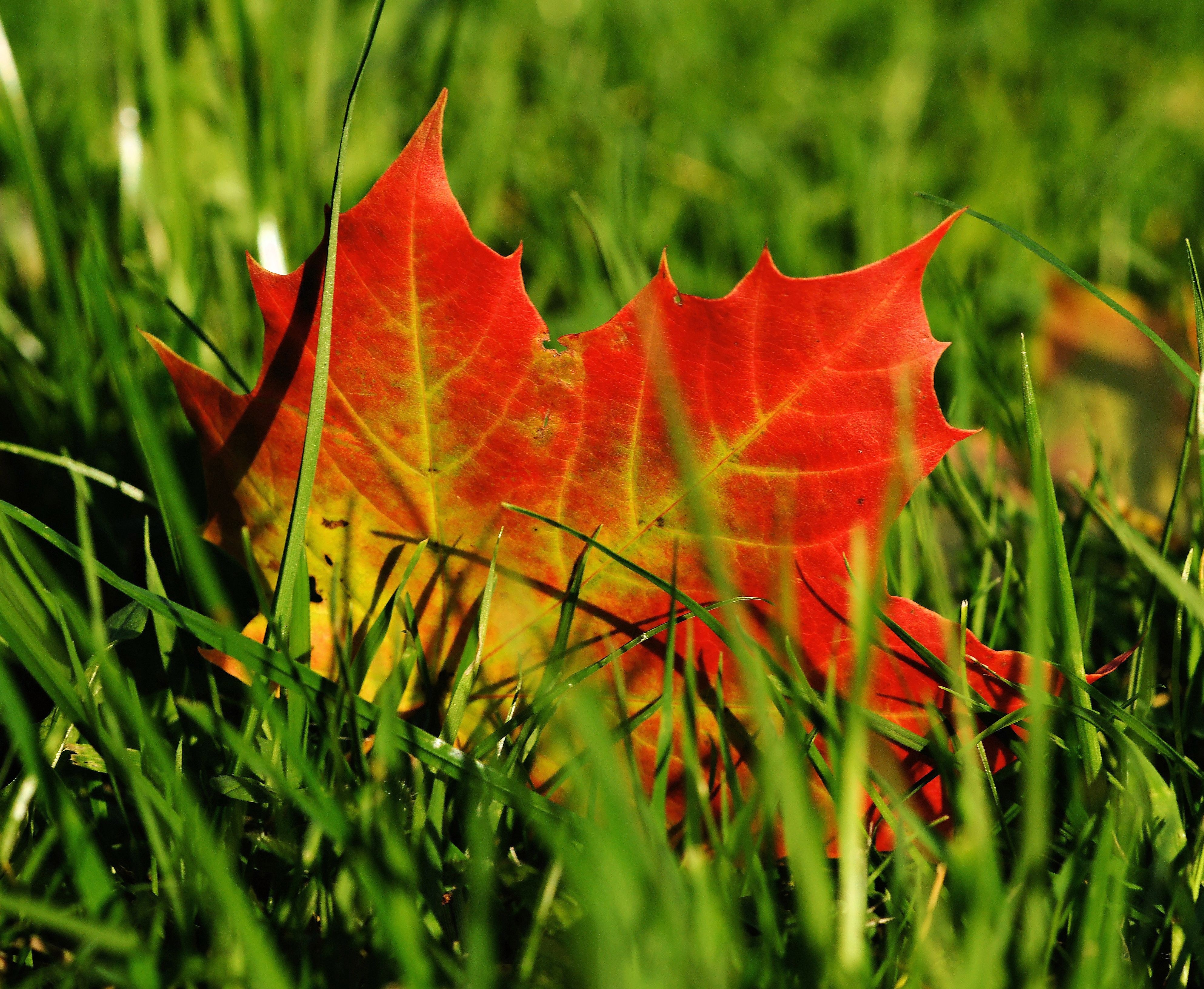 Free photo A fallen red leaf lies on the green lawn