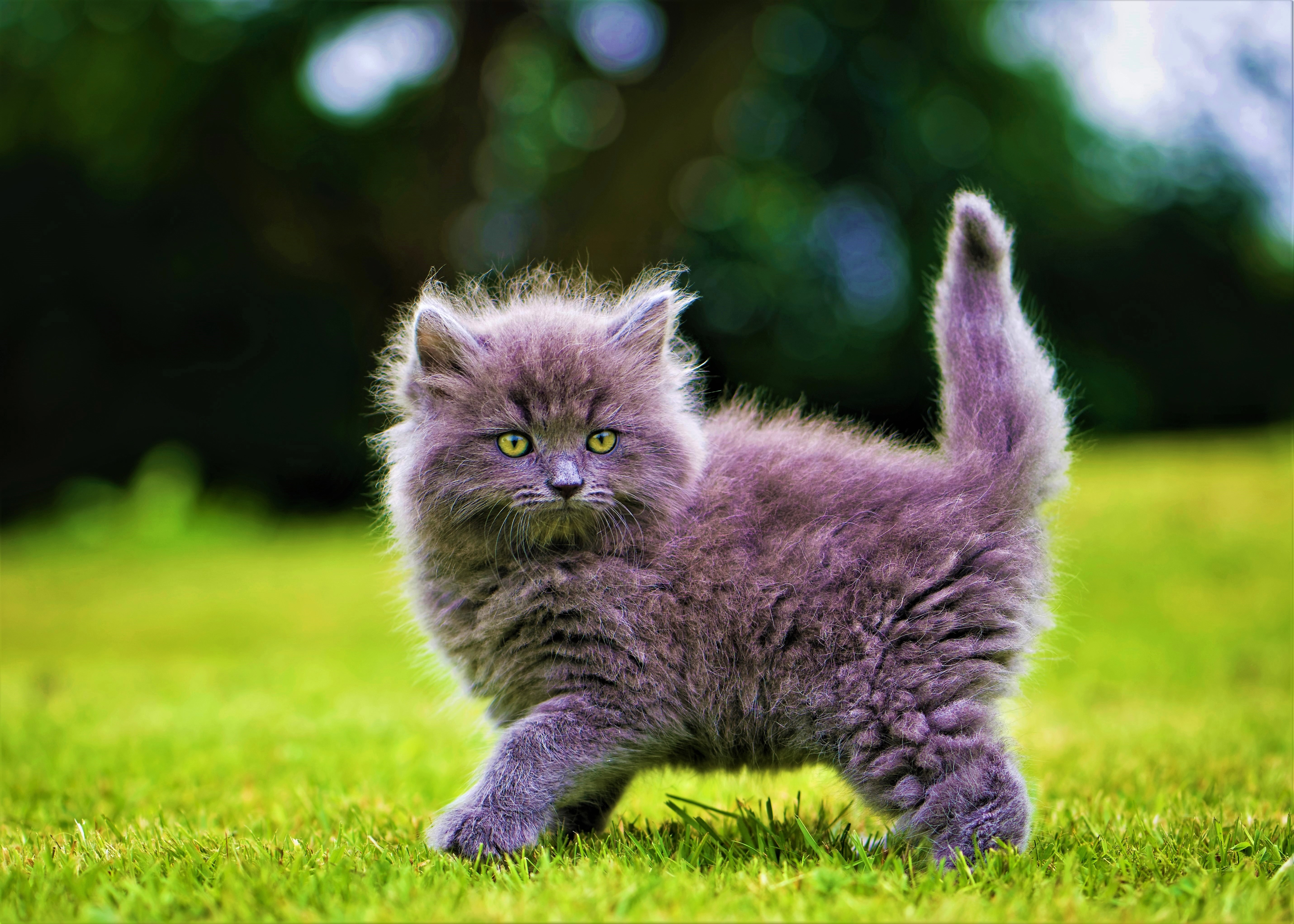 A funny kitten in a green field.