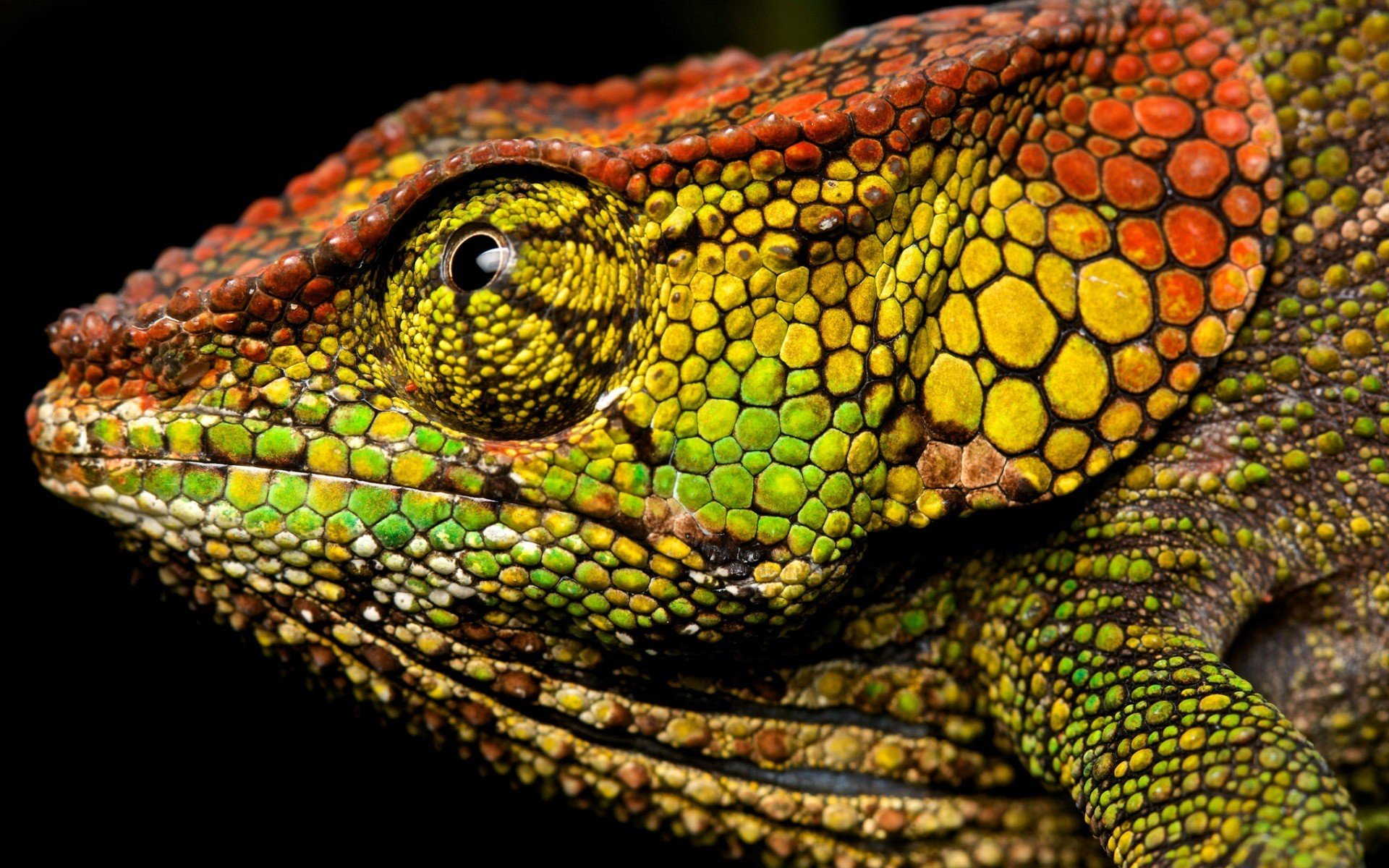Wallpapers chameleons macro Wallpaper on the desktop