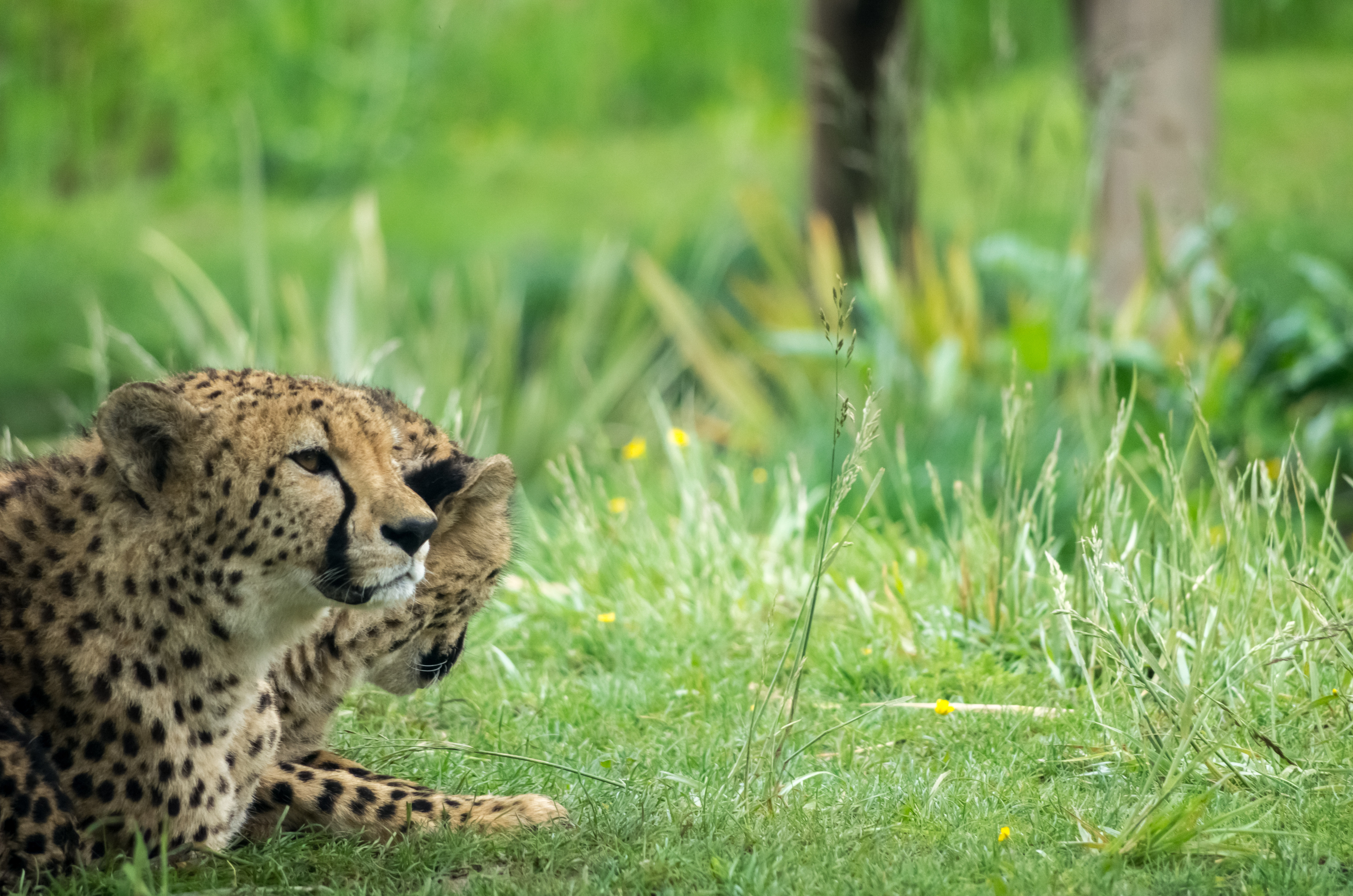 Free photo Two cheetahs resting on the grass.