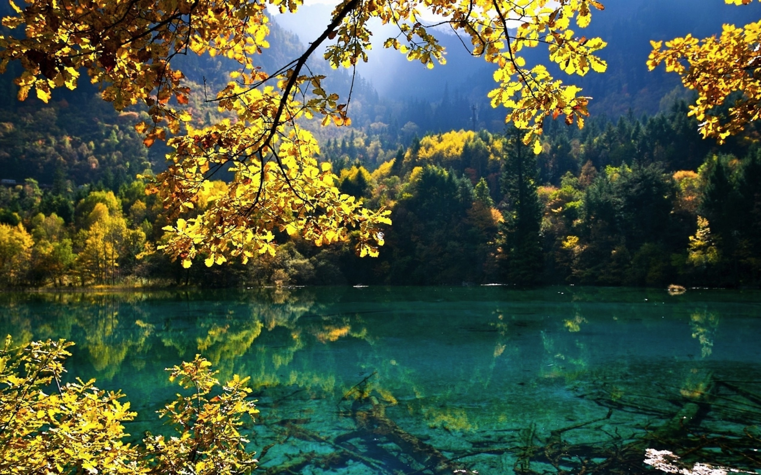 免费照片森林中的湖泊，黄叶飘飘