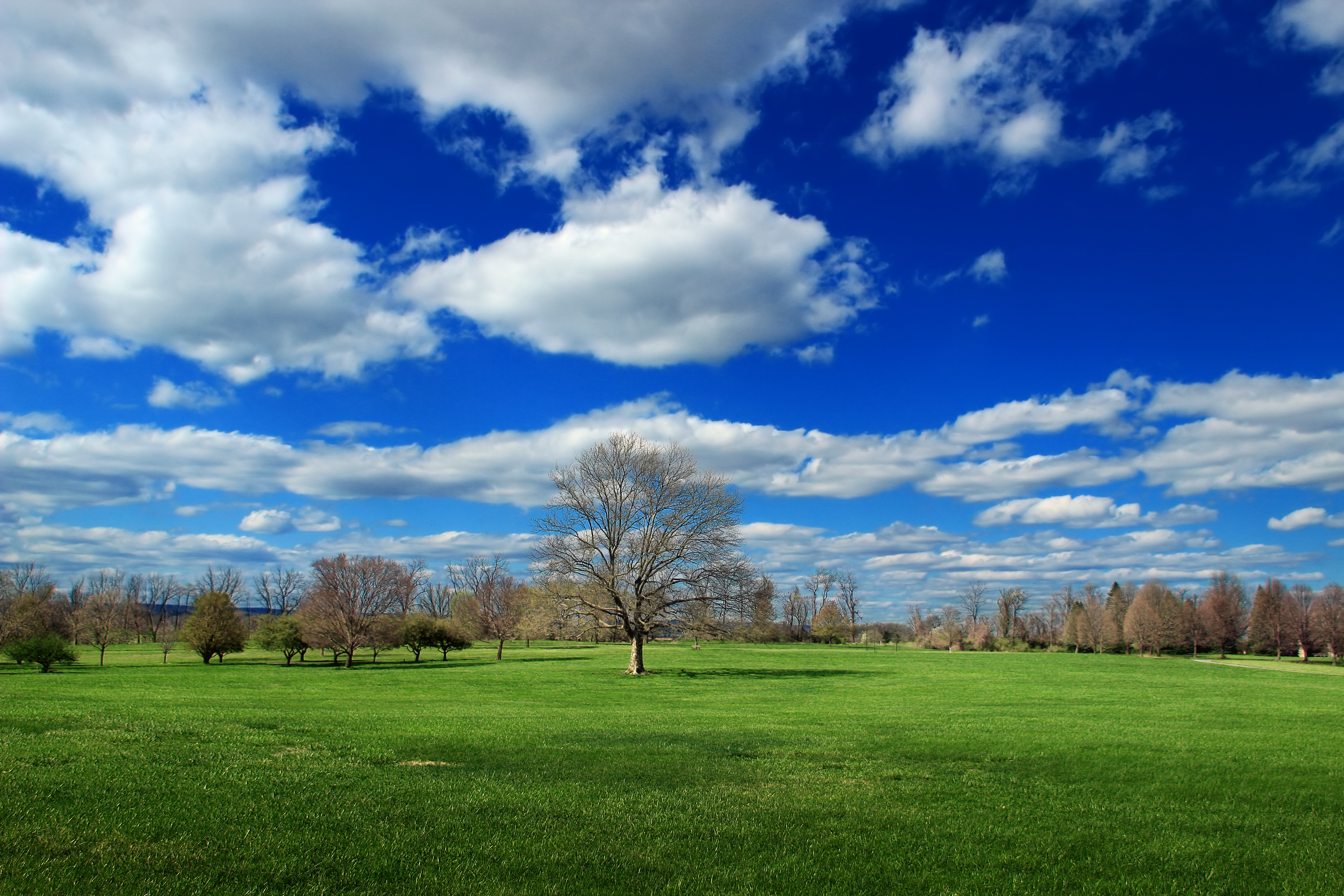 Free photo Beautiful green field with fall trees