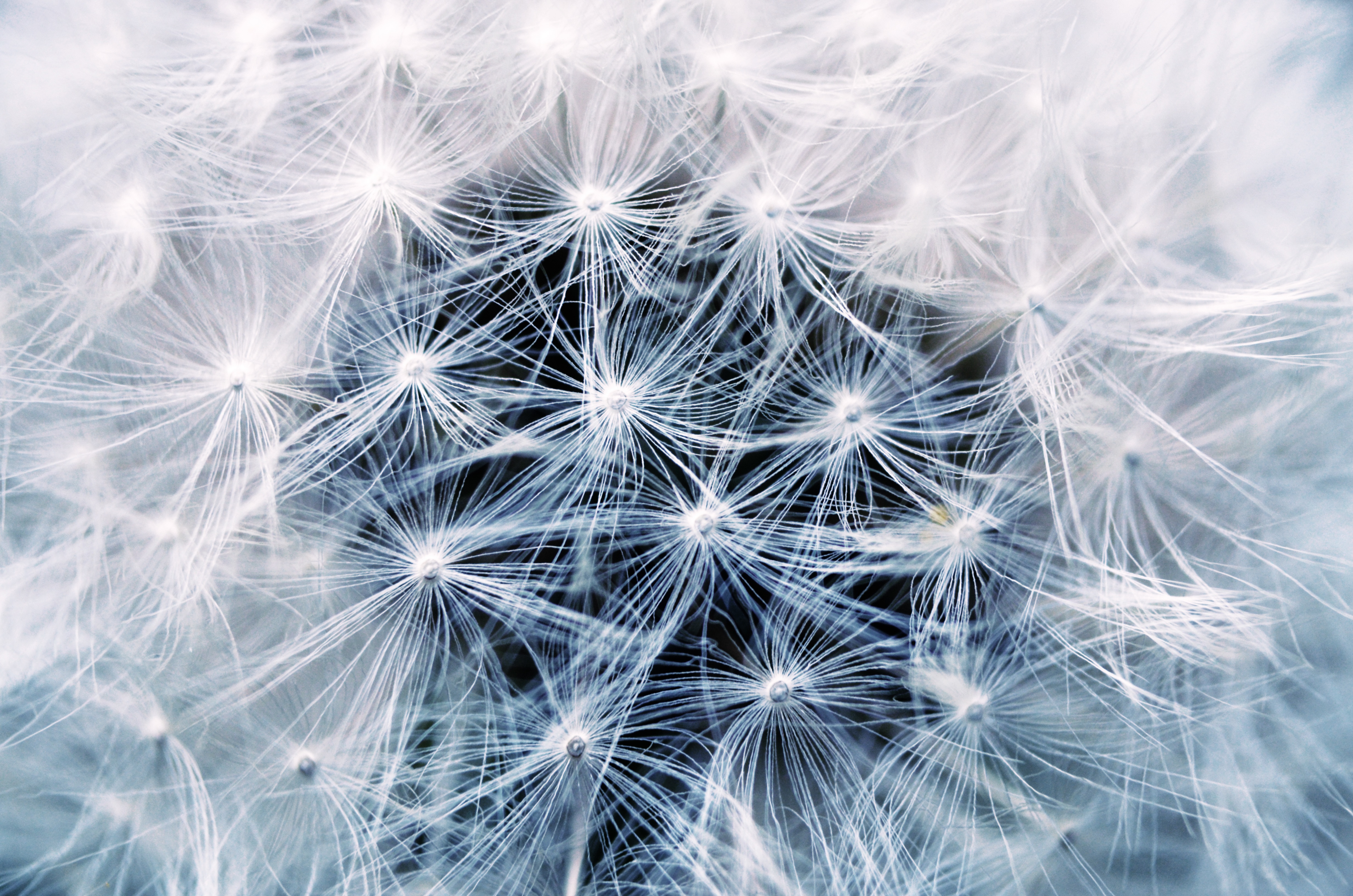 Free photo Close-up of a dandelion with parachutes.