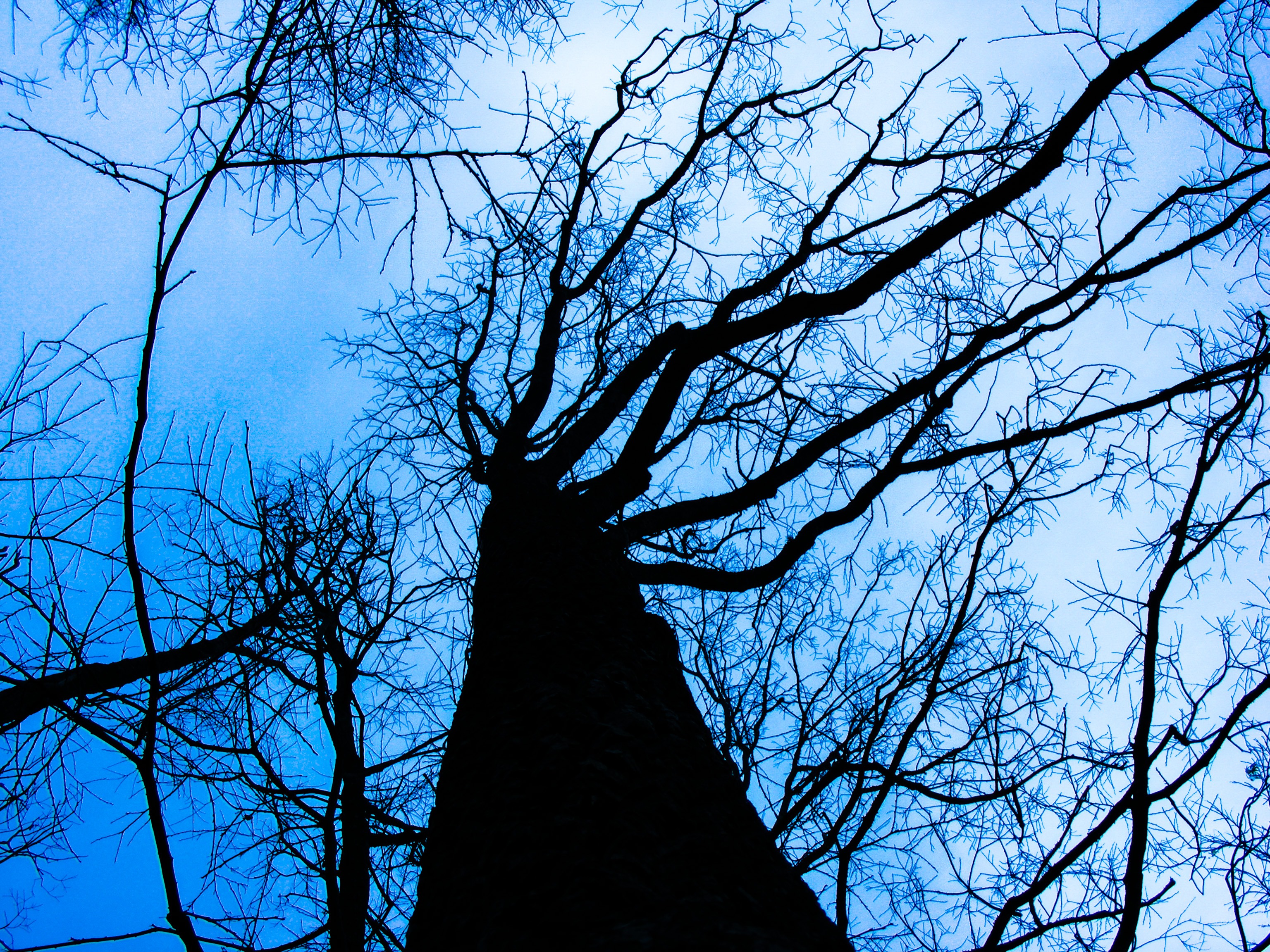 Wallpapers silhouette twig tree on the desktop