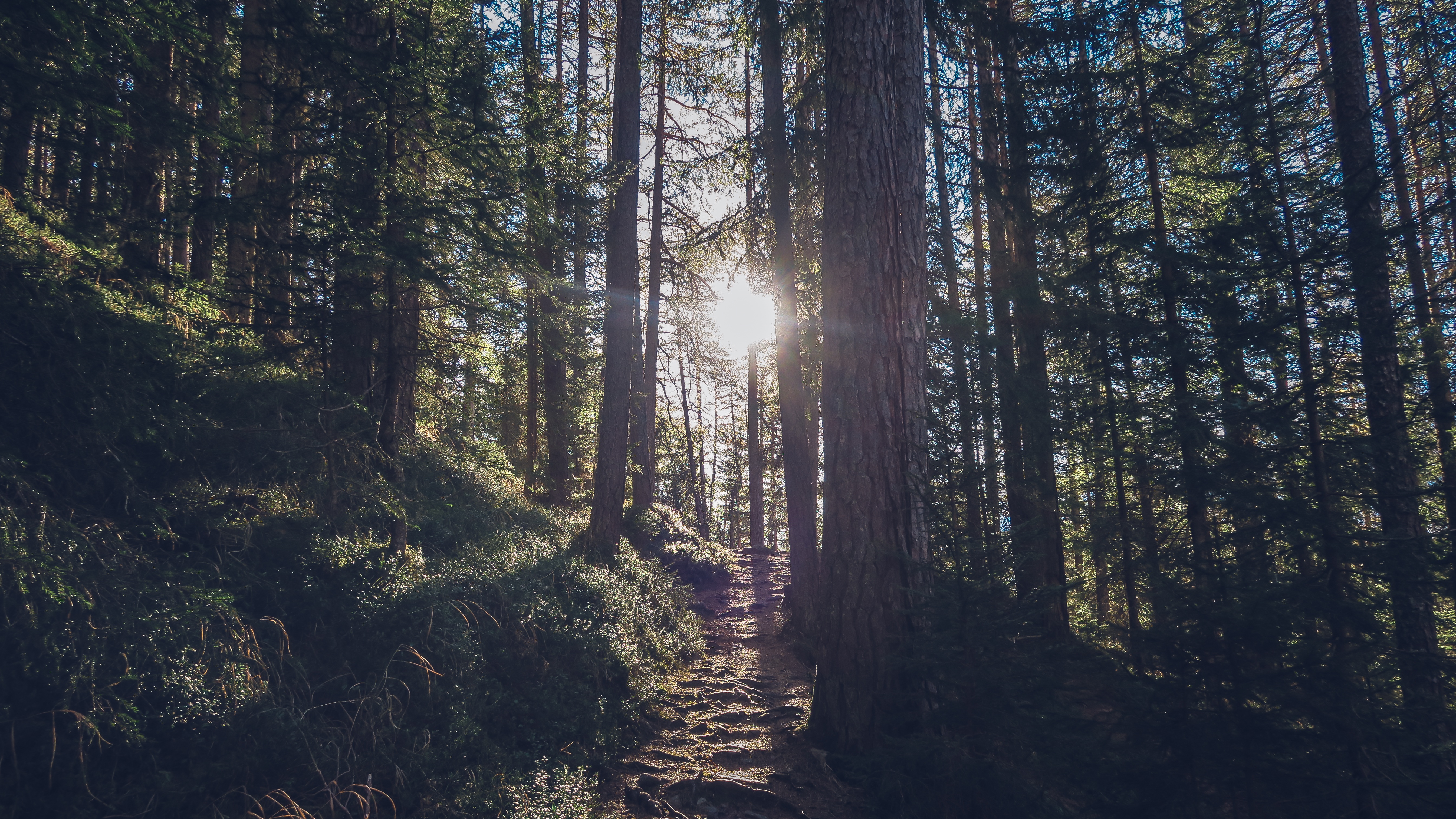 Free photo A walk through a coniferous sunny forest