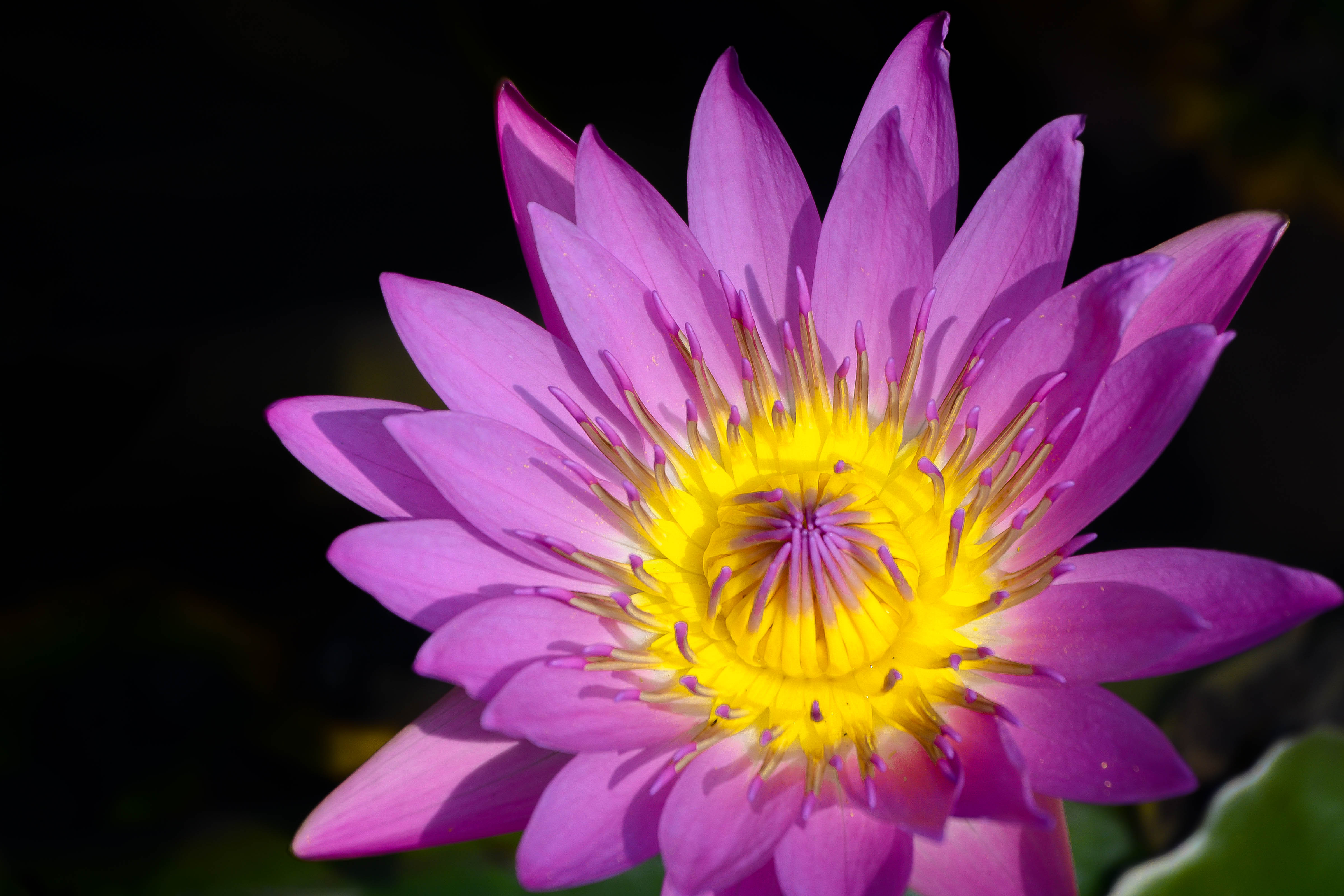 Wallpapers water lily flower black background on the desktop