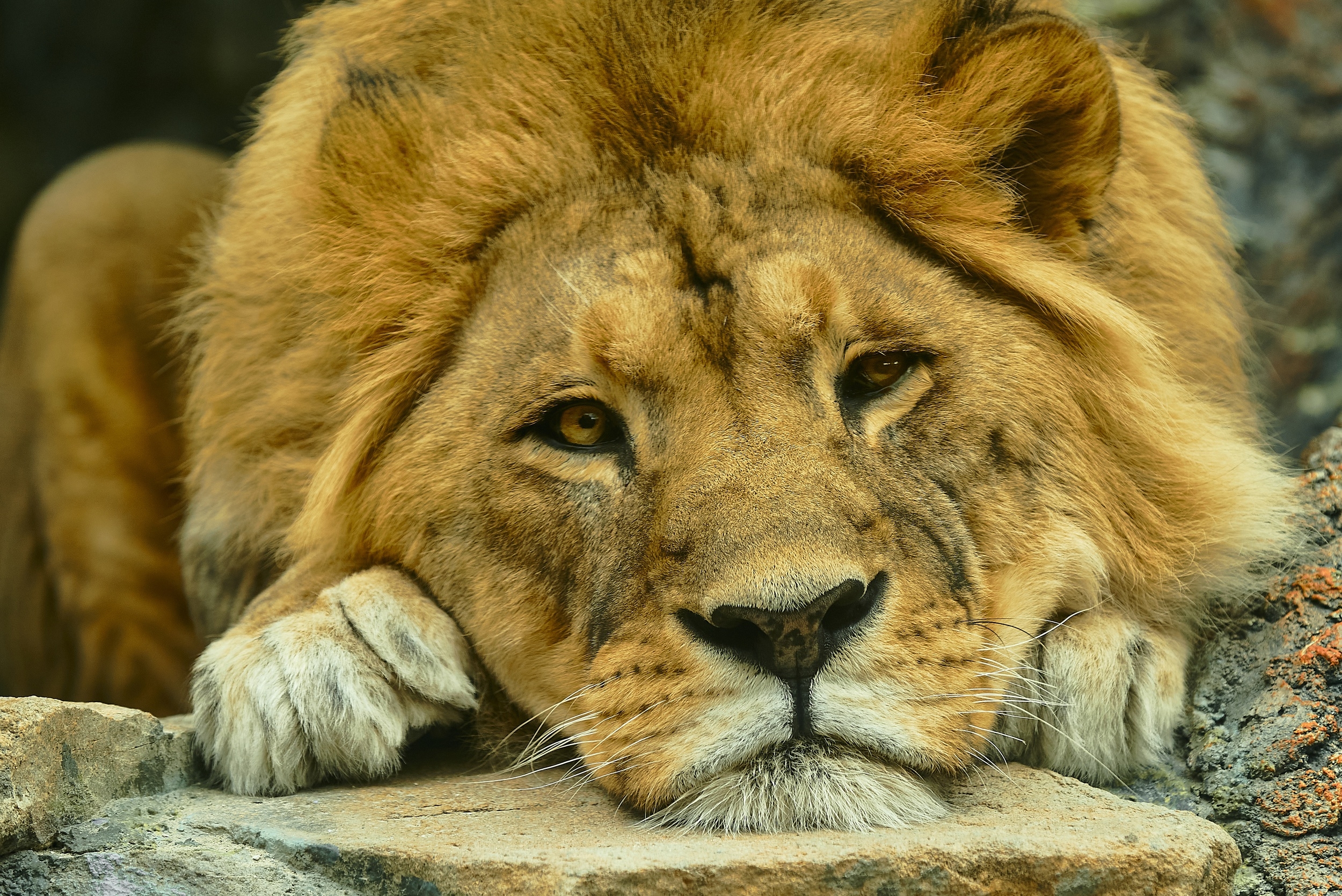 The old lion rests