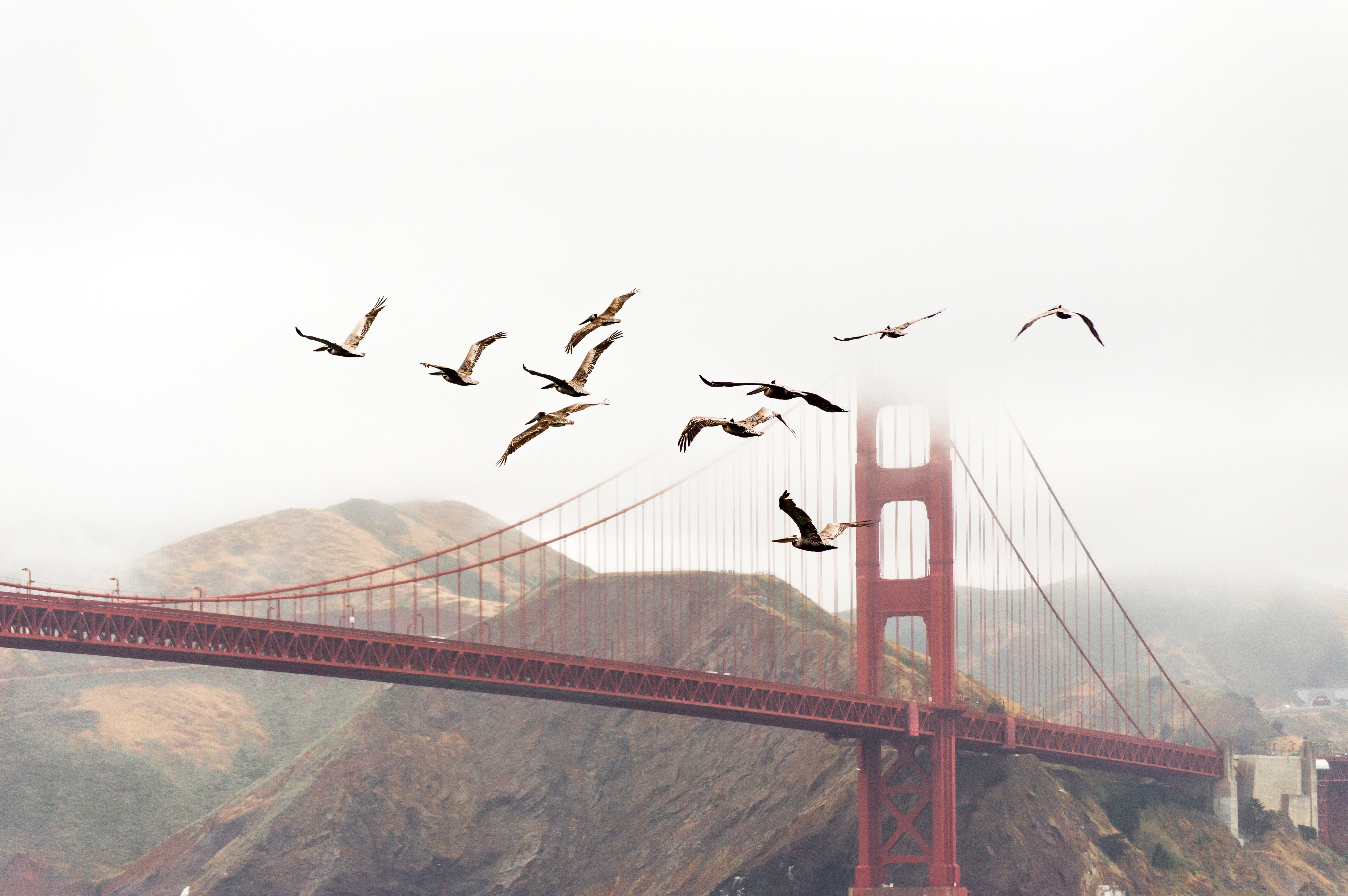 Wallpapers bird fog bridge on the desktop