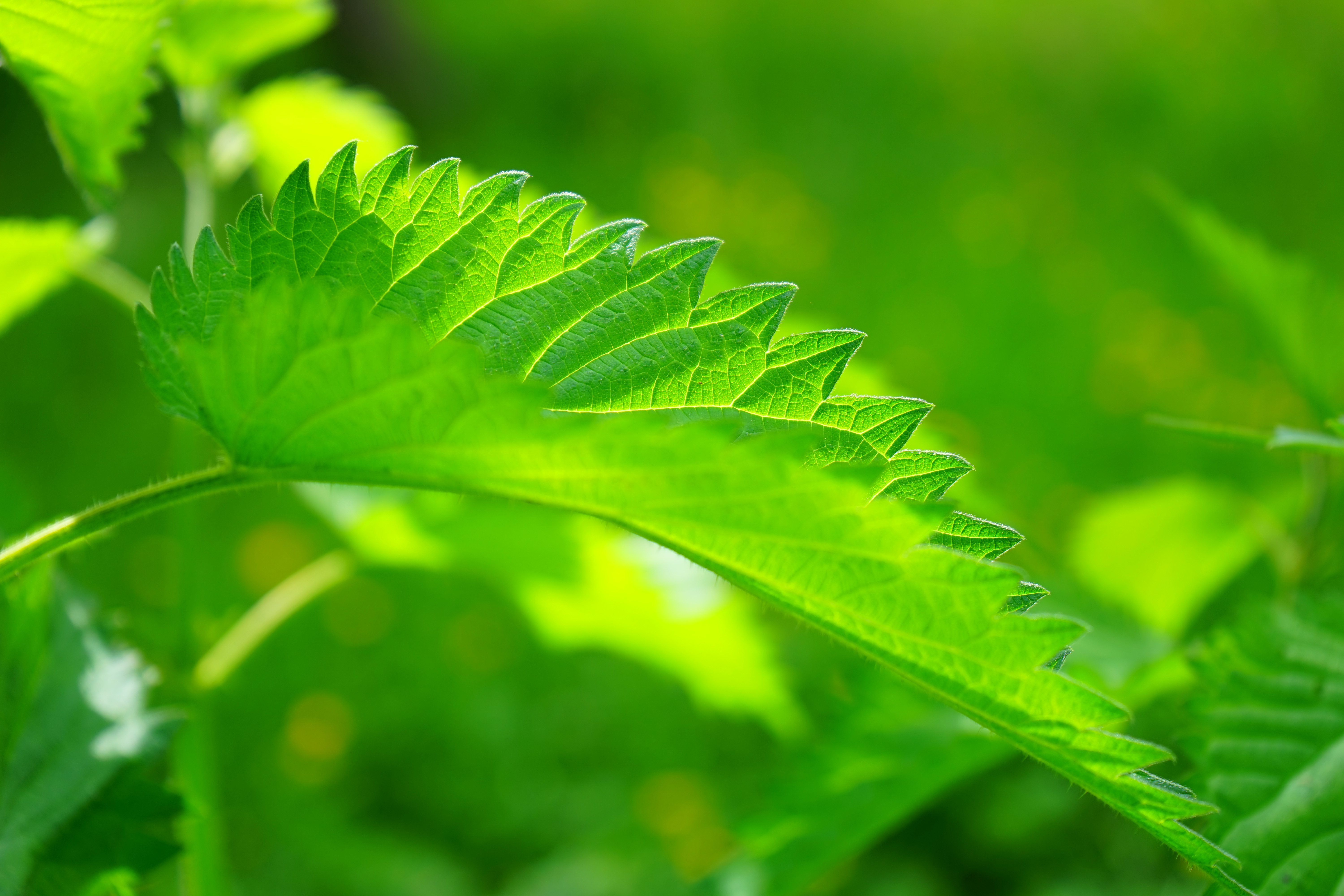 桌面上的壁纸草地 分支机构 轻