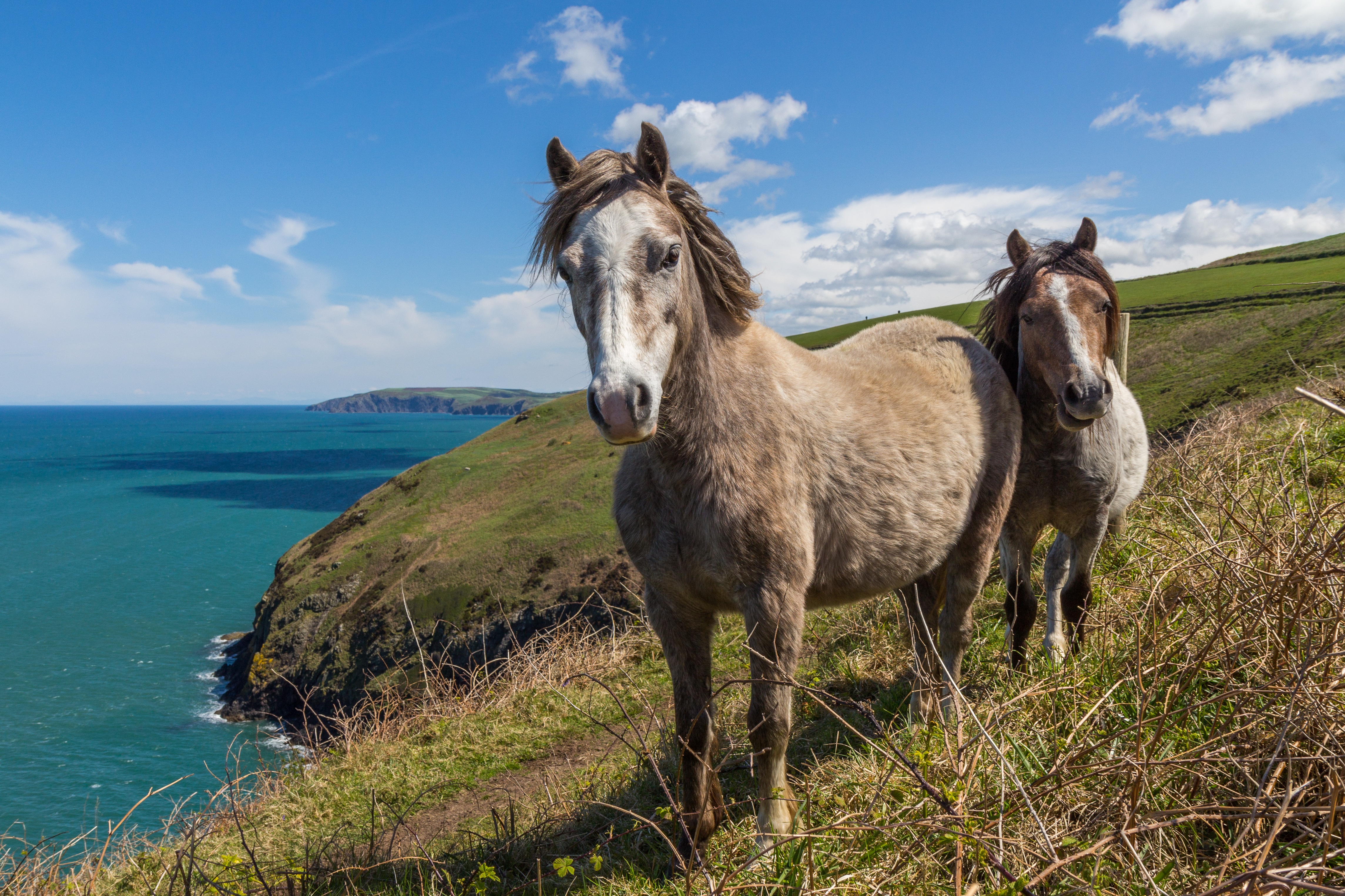 Free photo Stallions walking near a cliff on the seashore