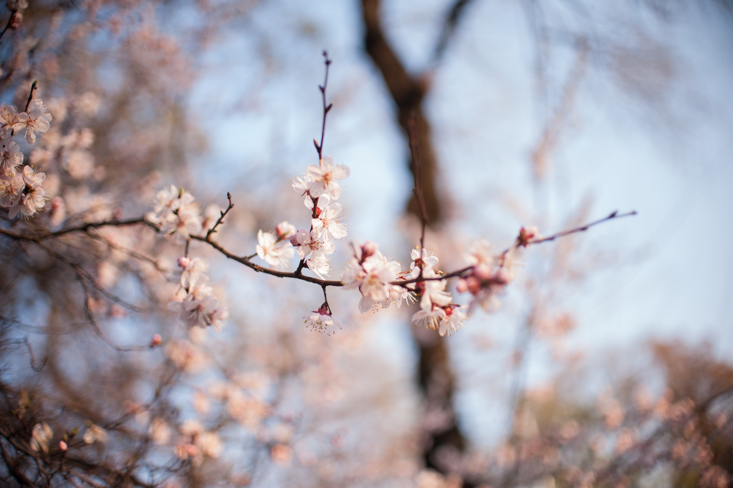 Free photo A little twig with flowers