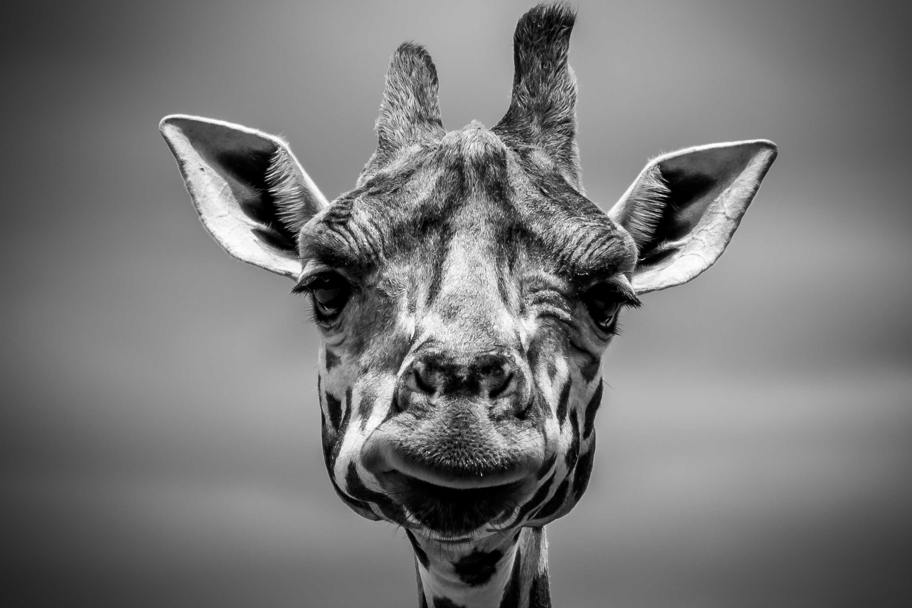单色照片上的长颈鹿肖像