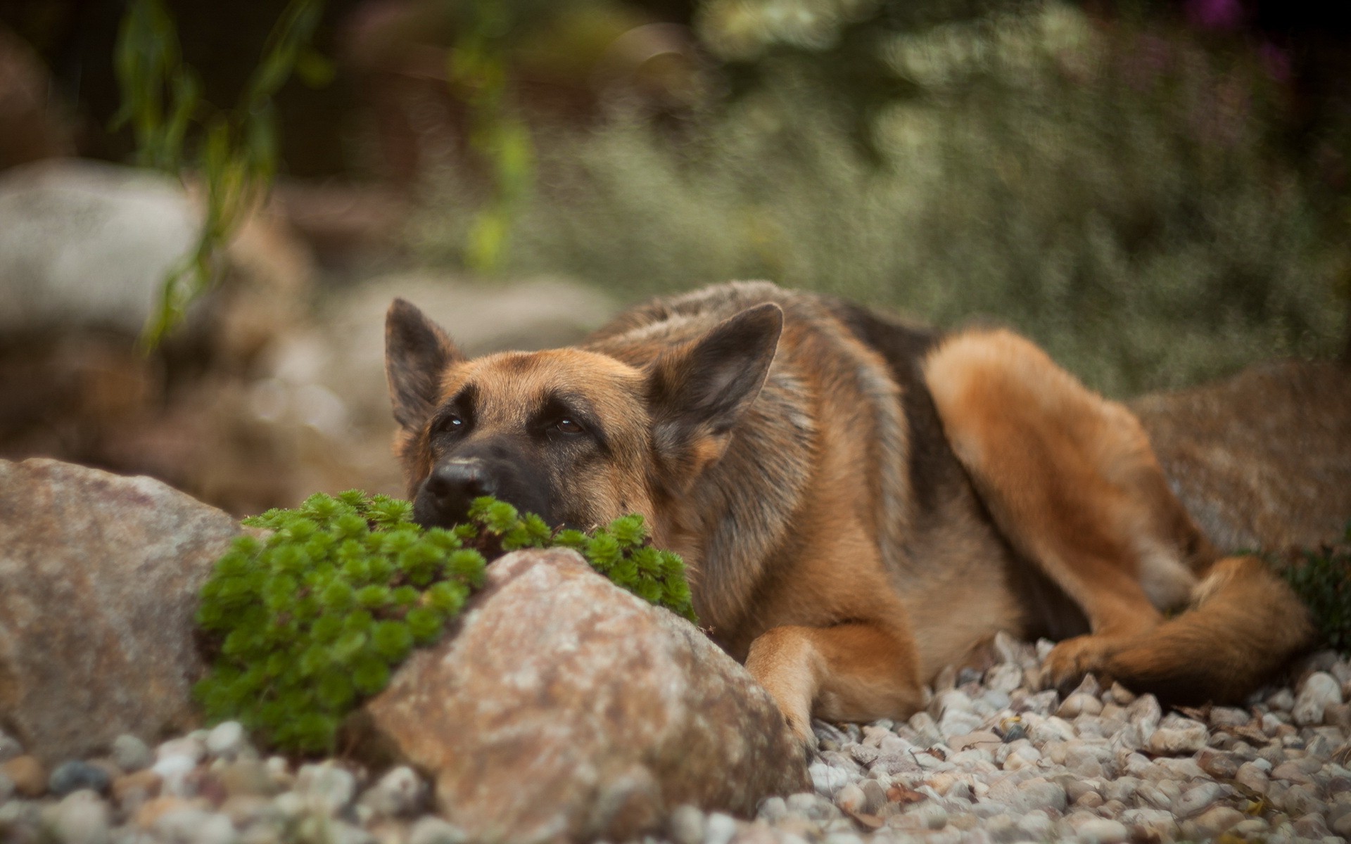 一只德国牧羊犬躺在石头上。