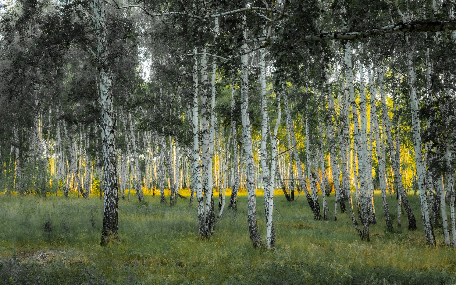 Free photo Young birch trees