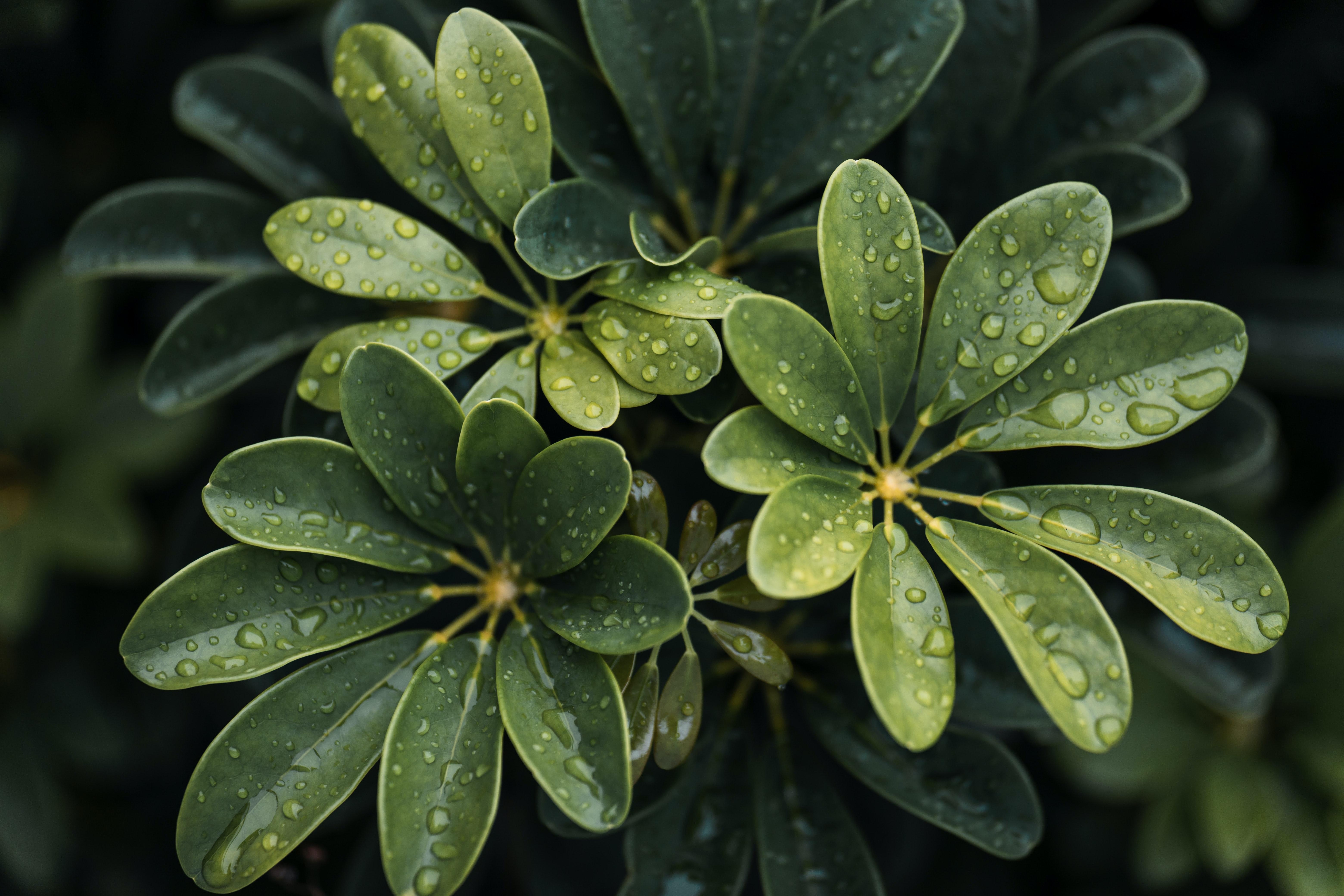 Green flowers as leaves with raindrops
