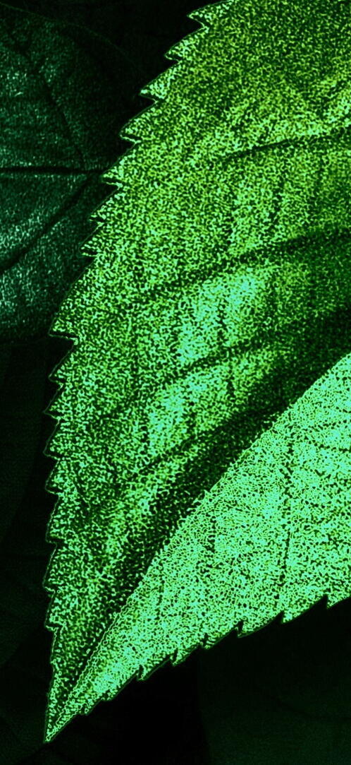 Бесплатное фото Рисунок зеленые листья