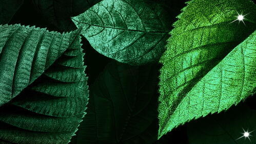 Бесплатное фото Рисунок зеленые листья