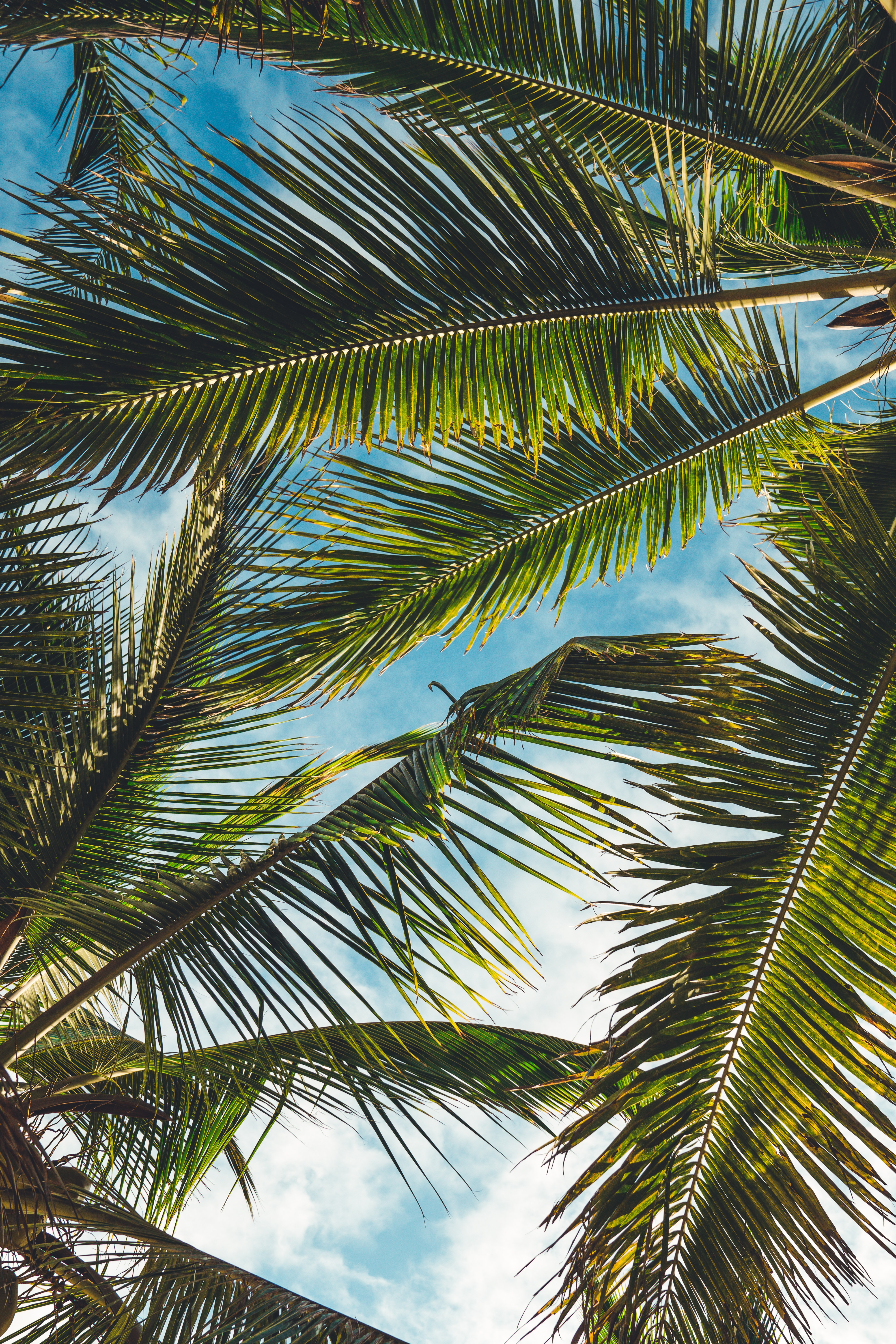 Free photo Palm leaves in close-up