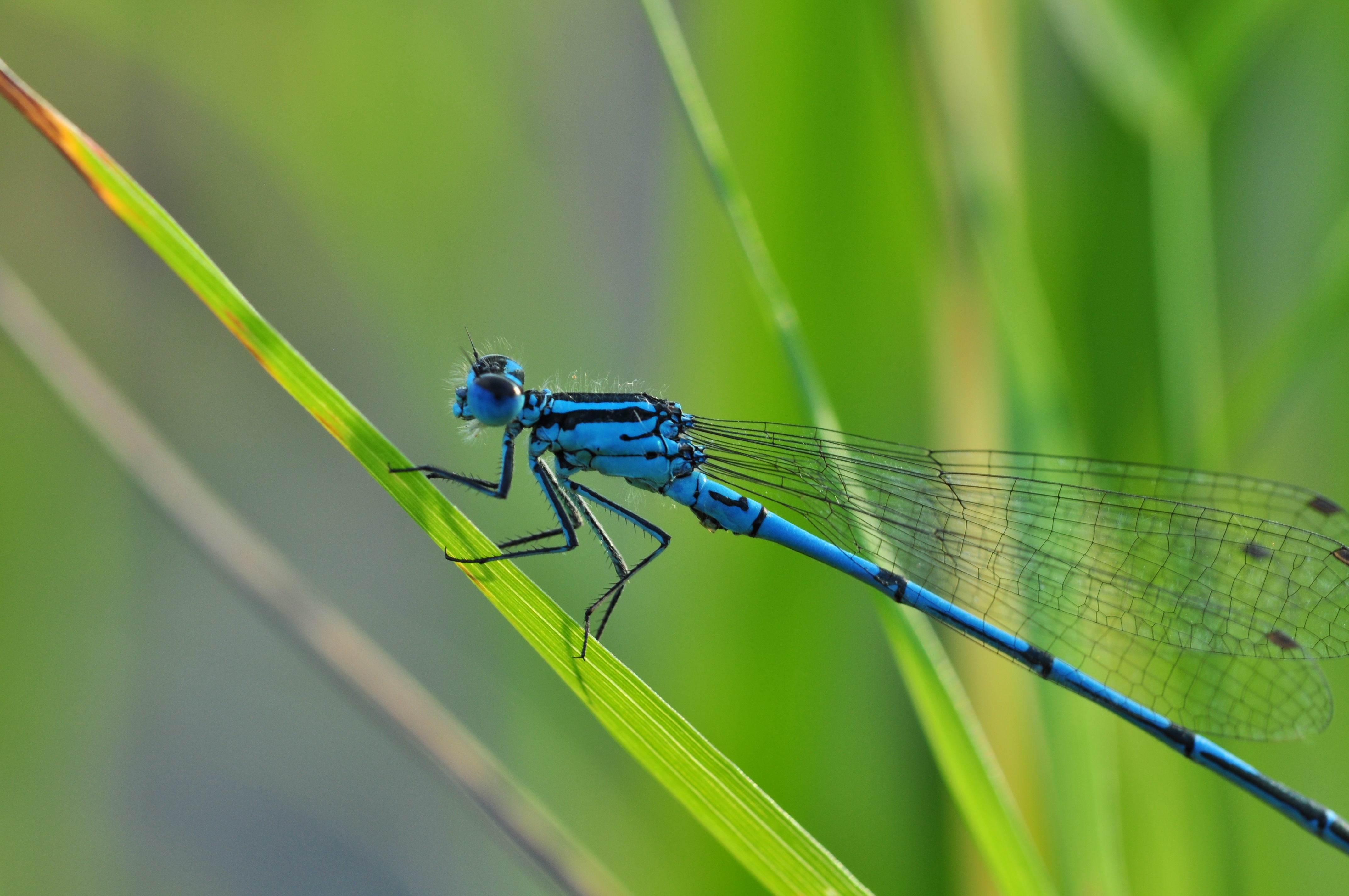 一只蓝蜻蜓坐在草地上