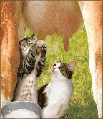 Postcard on the theme prank animation bucket download for free