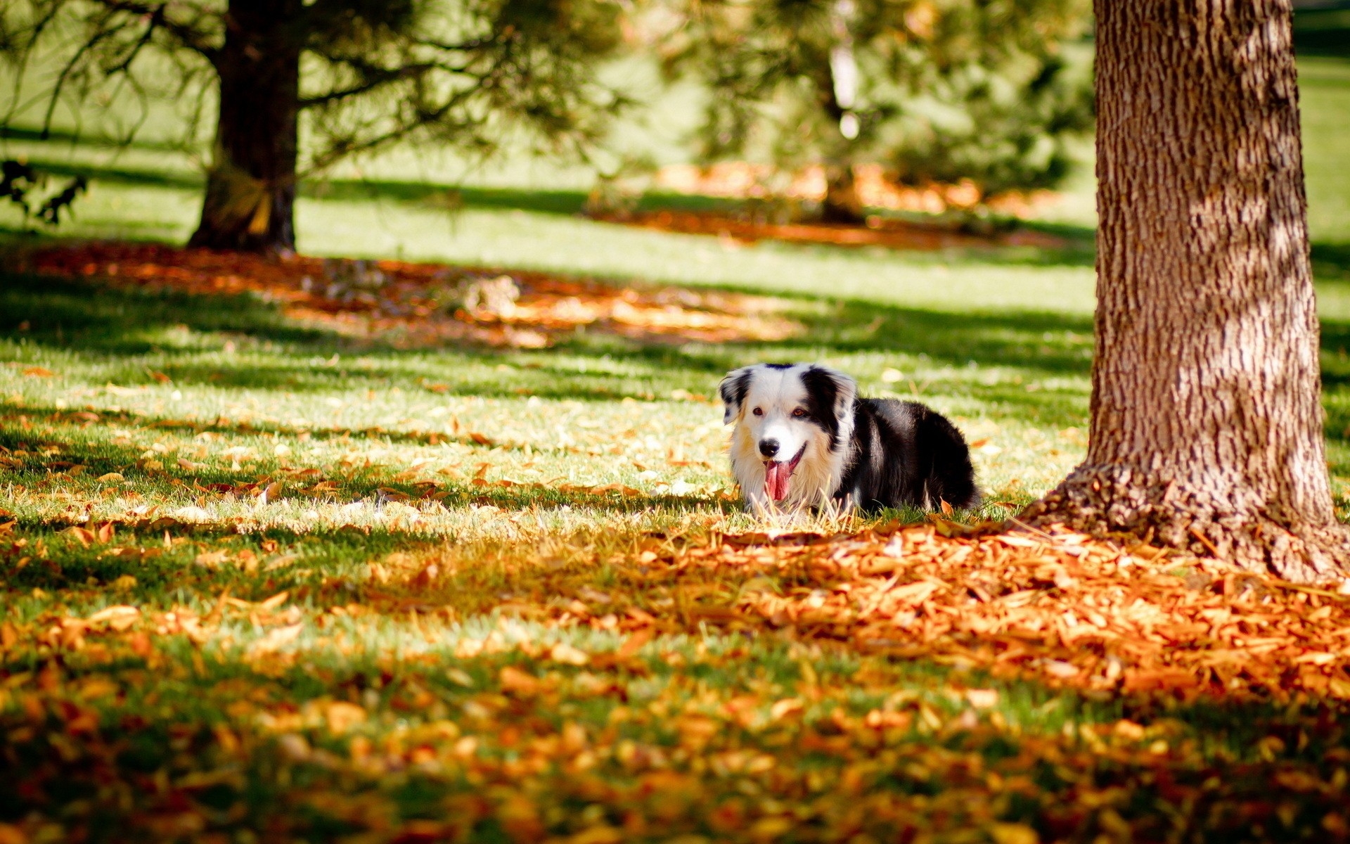 狗躺在落叶上