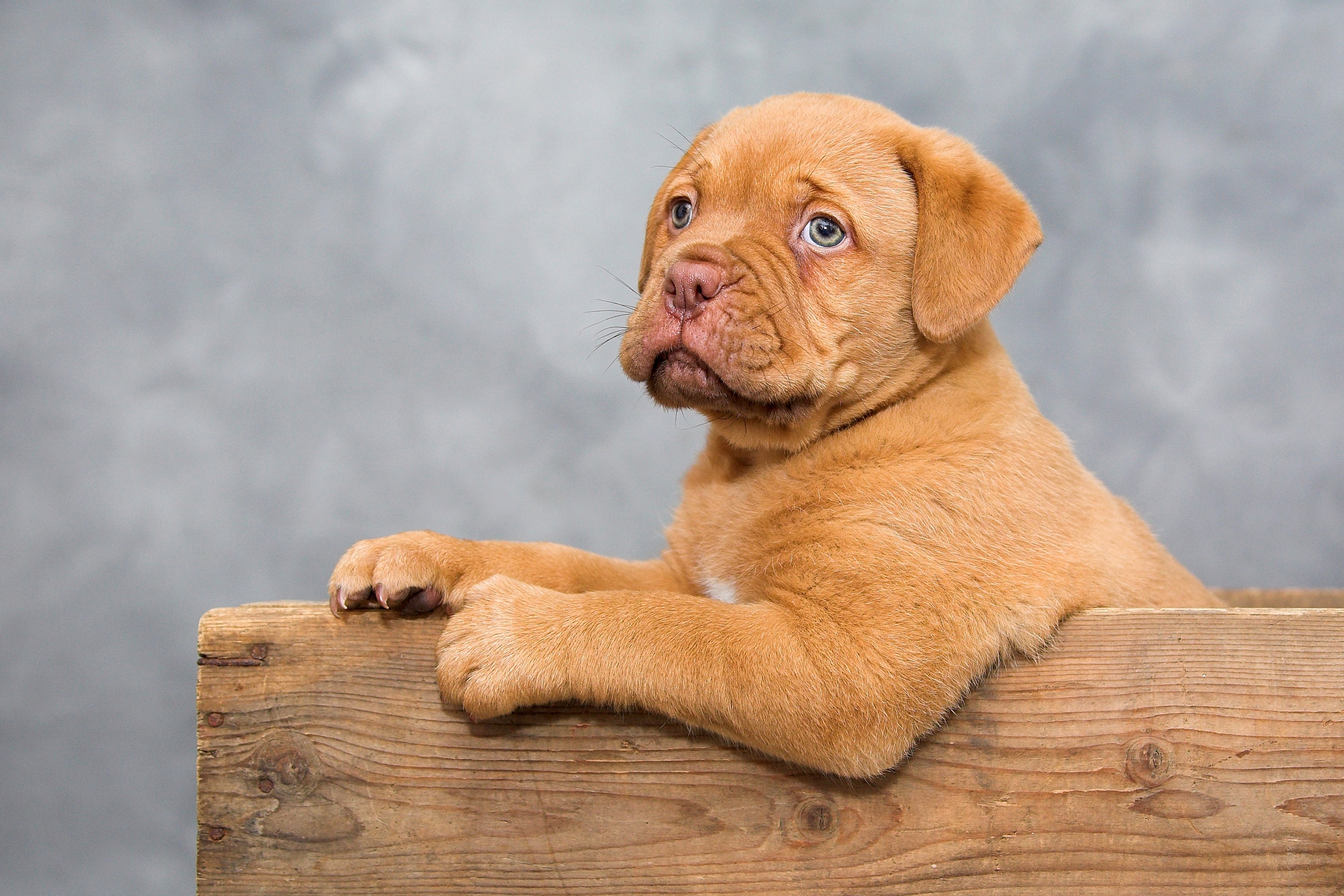 Free photo Red puppy