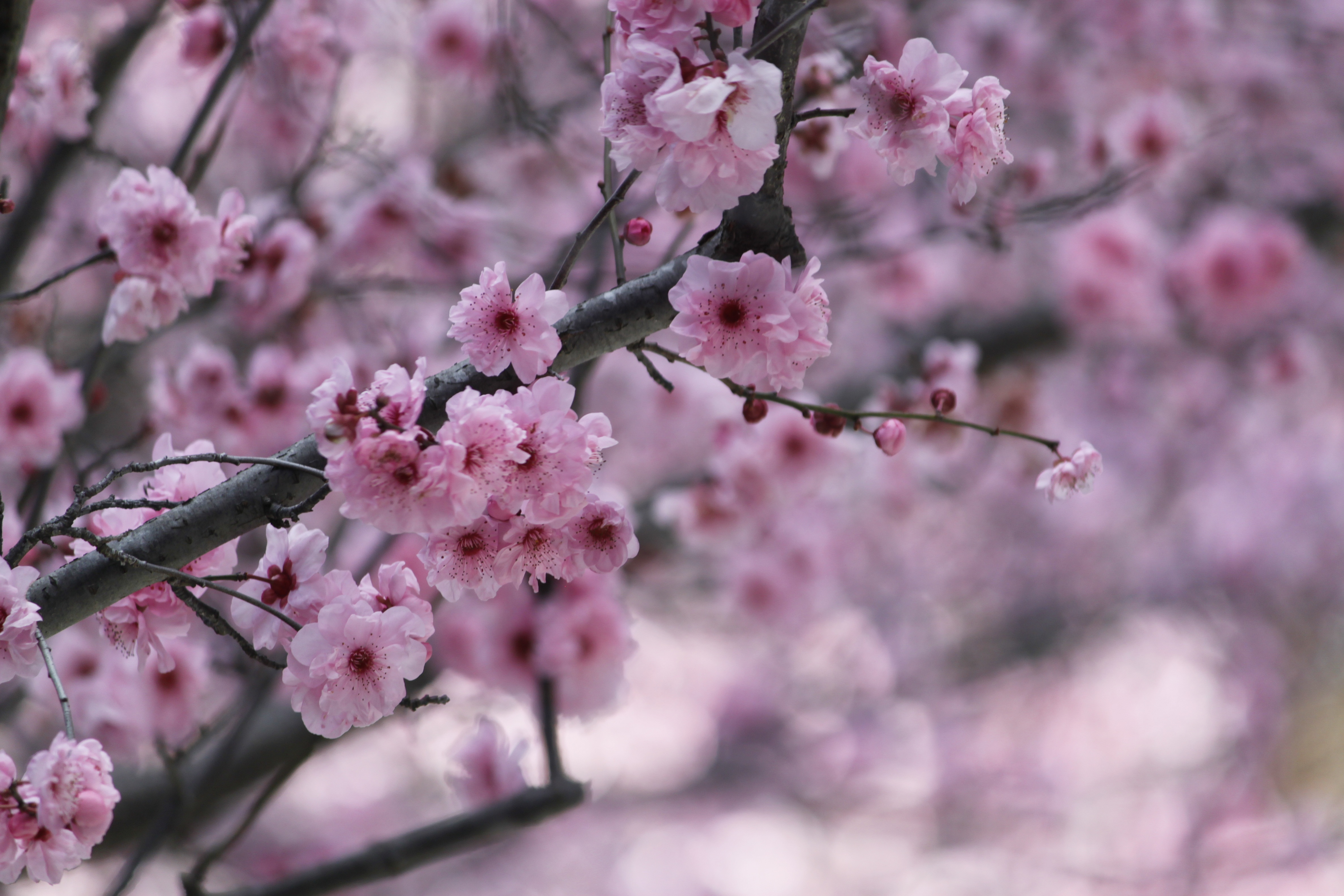 Wallpapers cherry blossom beauty flower on the desktop