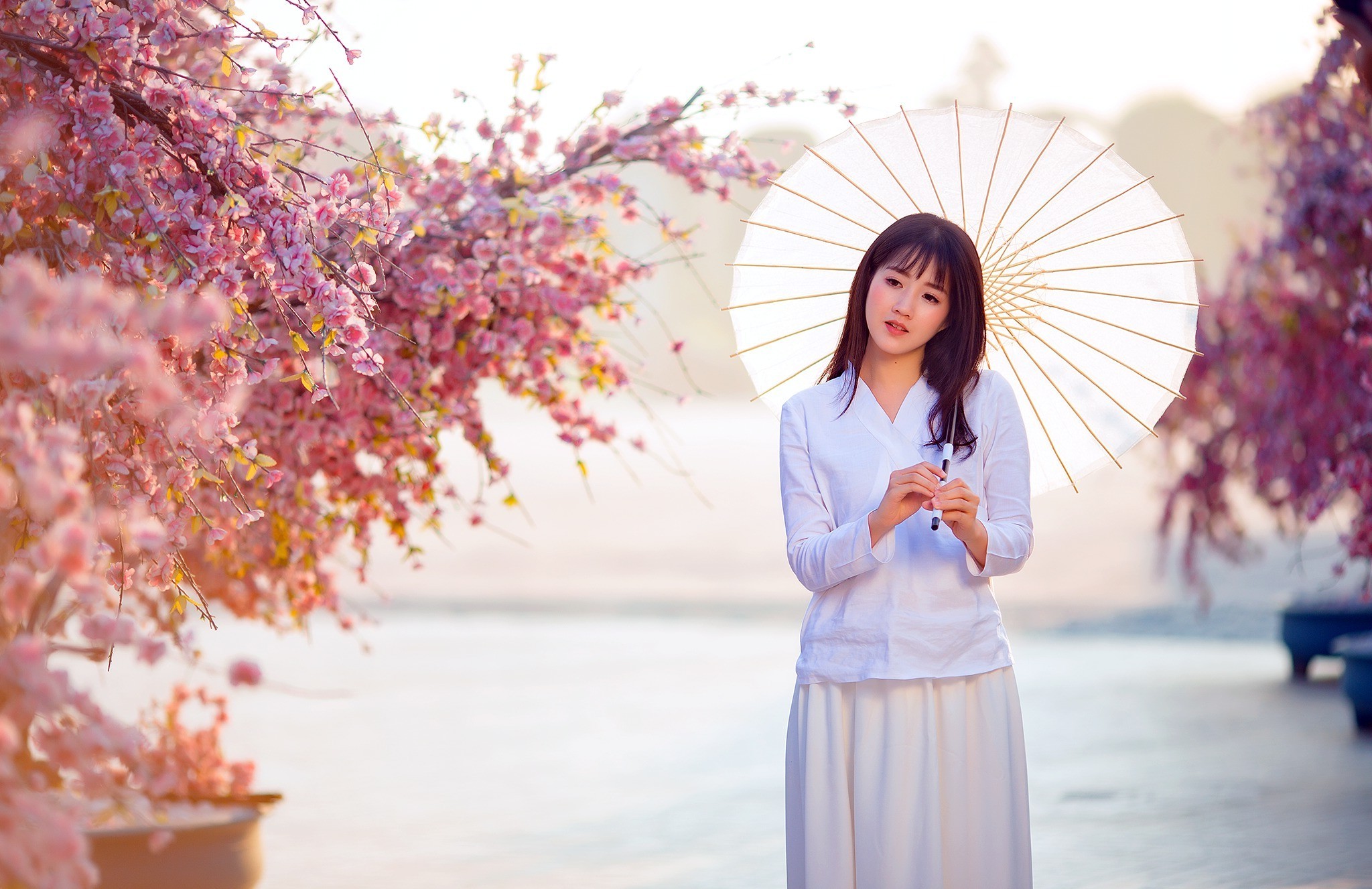 桌面上的壁纸亚洲 鲜花 模型