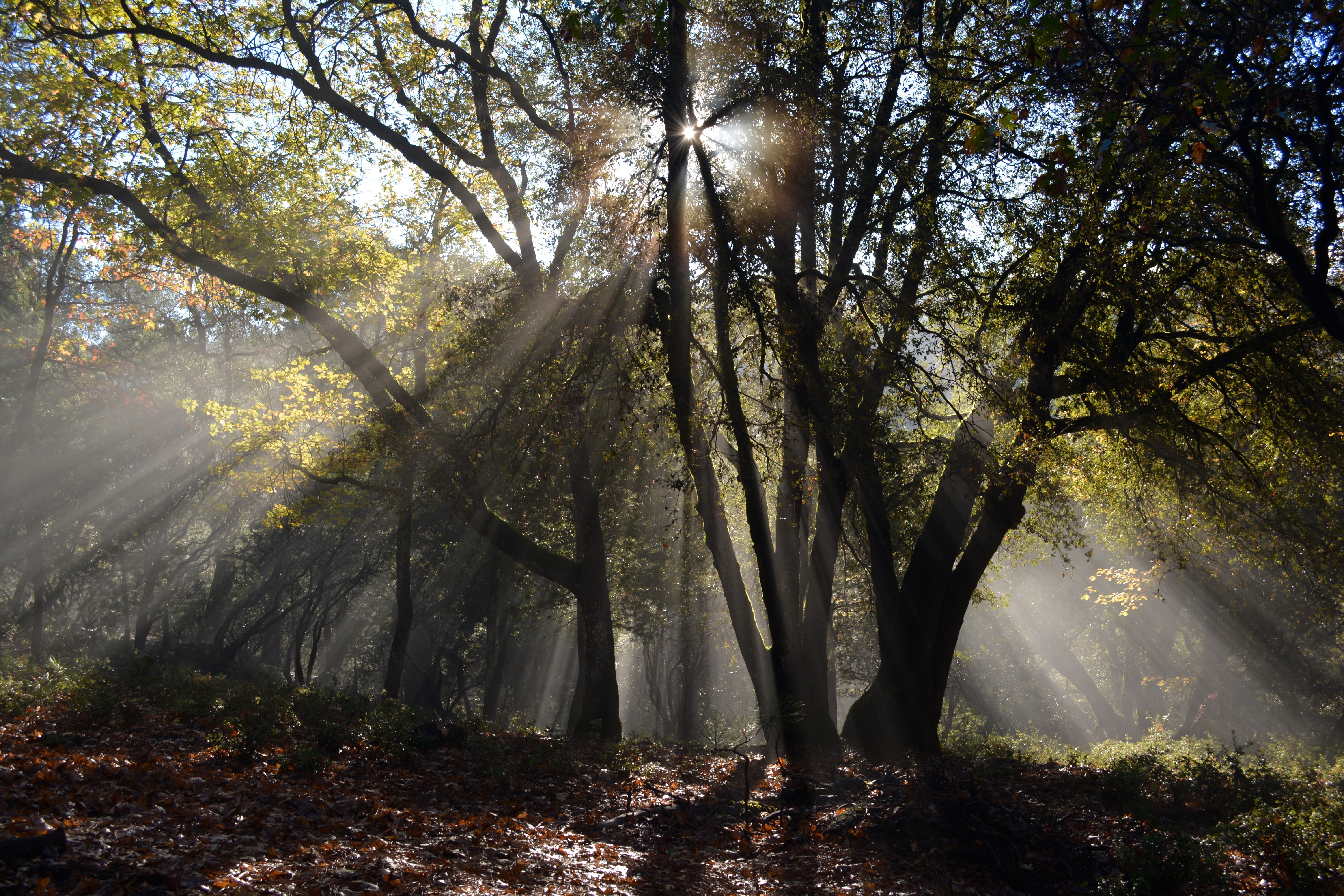 Wallpapers beautiful sun rays countryside on the desktop