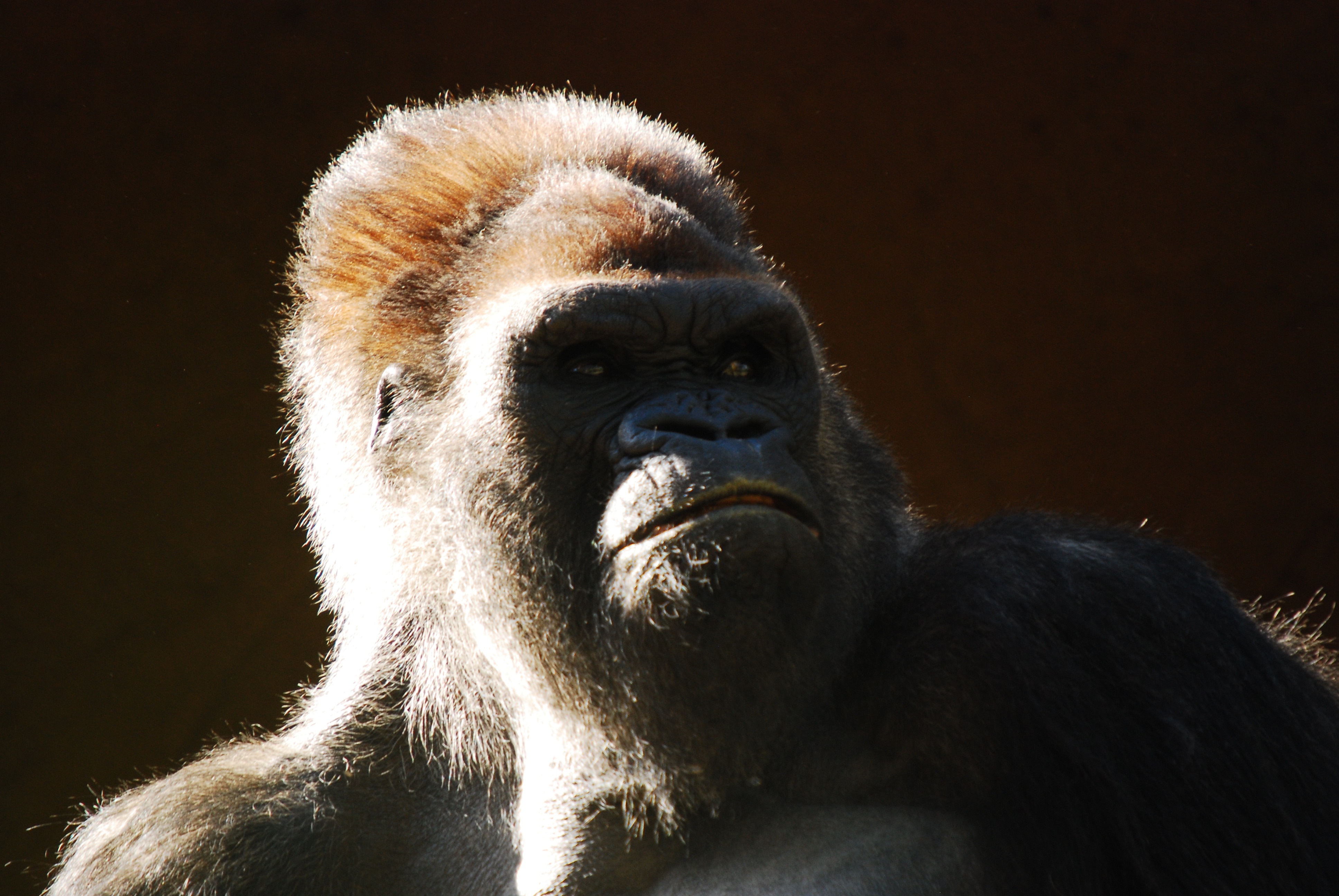 Wallpapers wildlife mammal monkey on the desktop