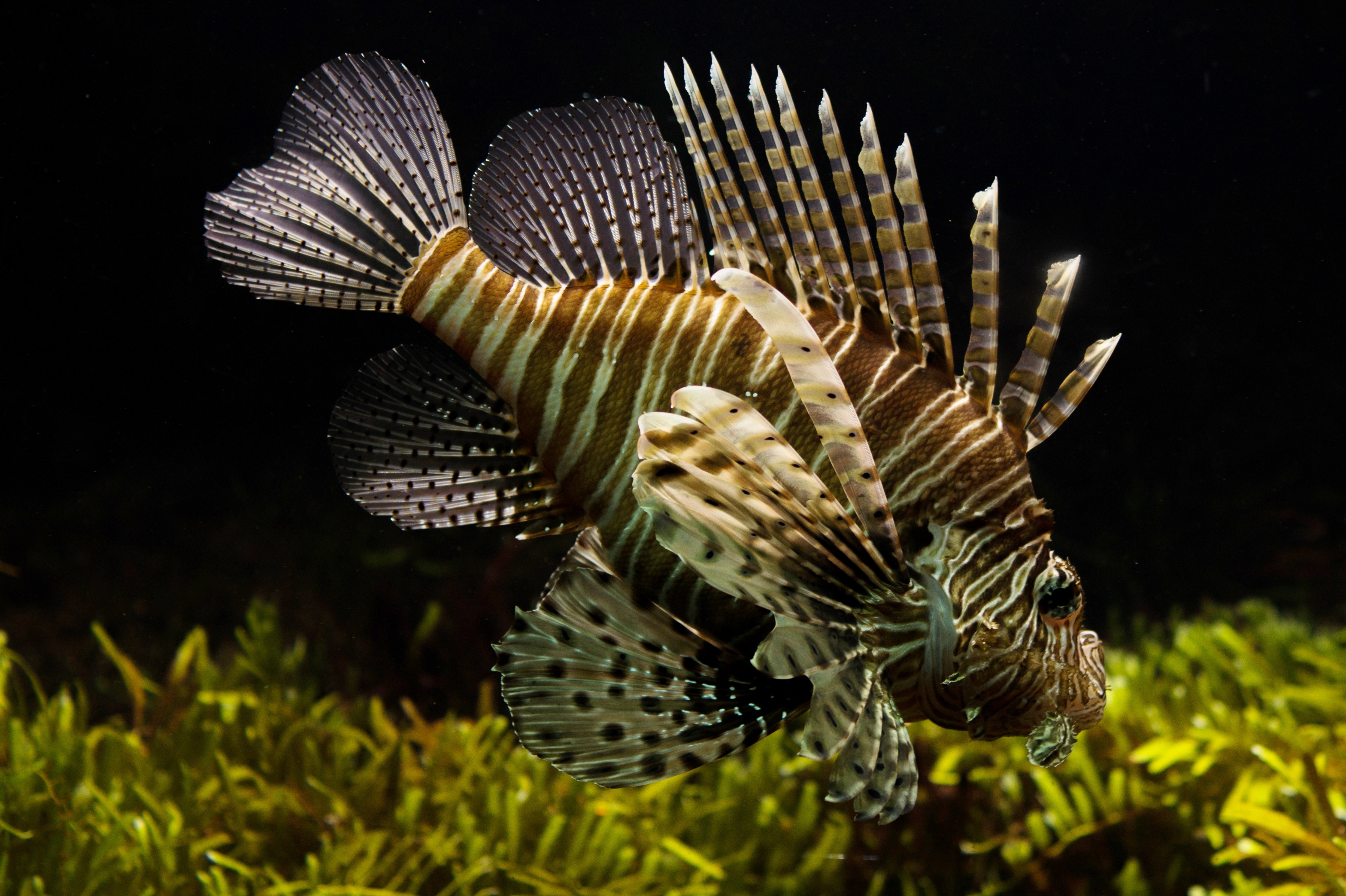 Free photo A lionfish in an aquarium