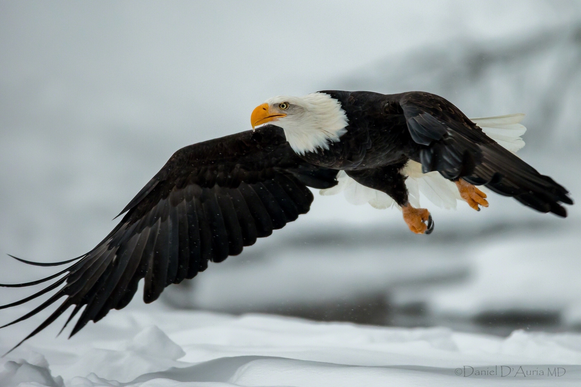 Wallpapers birds eagle wings on the desktop