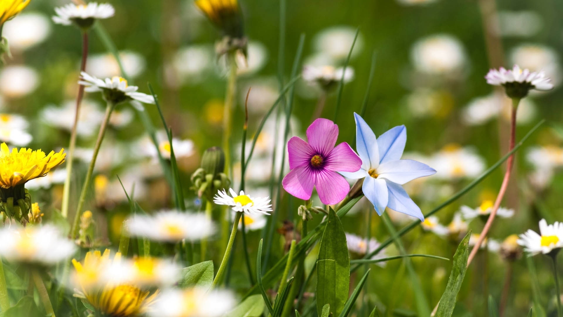 A summer meadow with little flowers.