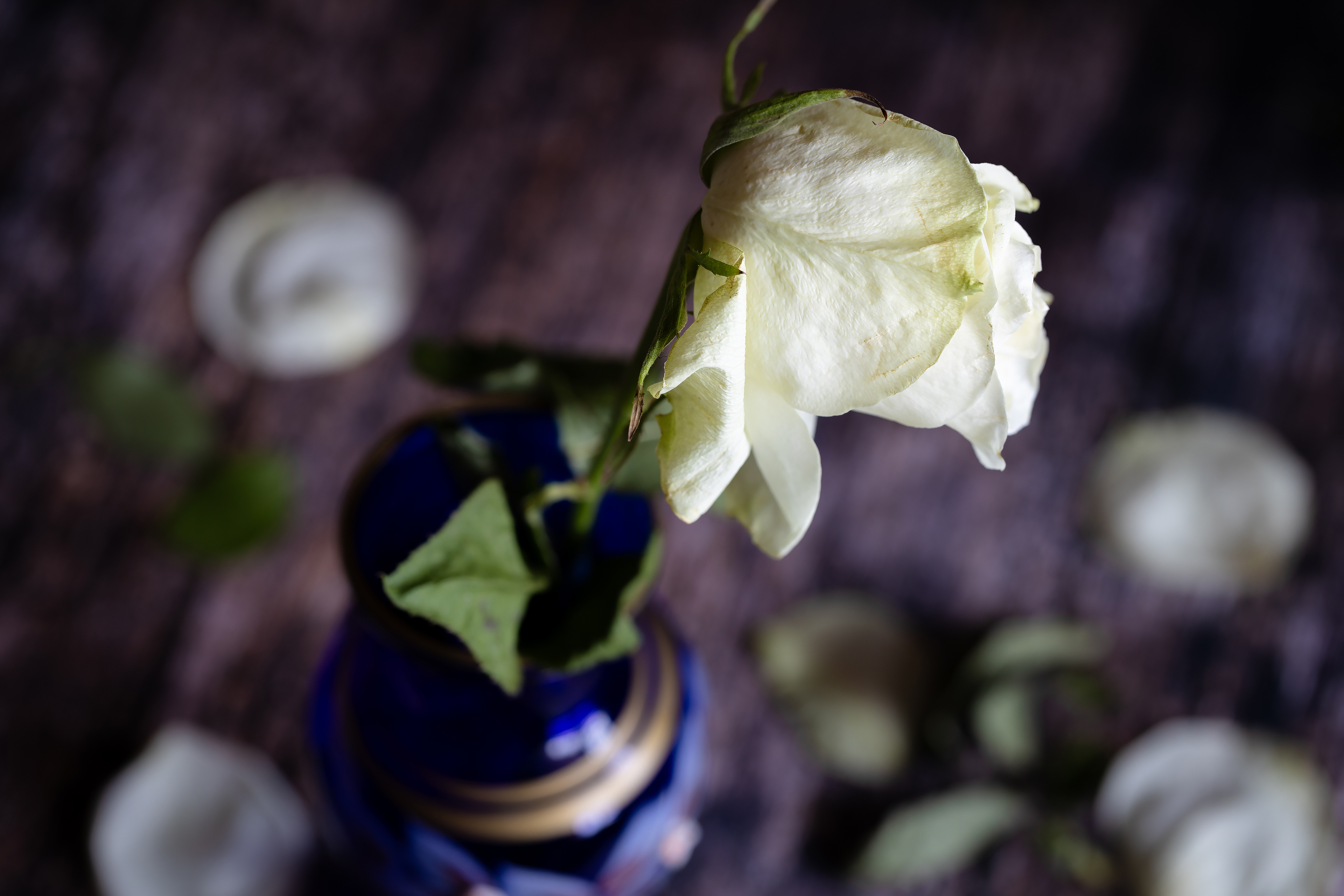 Бесплатное фото Белая роза завяла