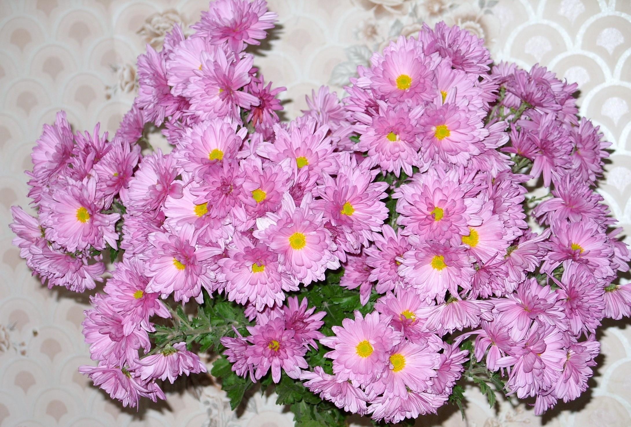 Wallpapers flowers wall pink on the desktop