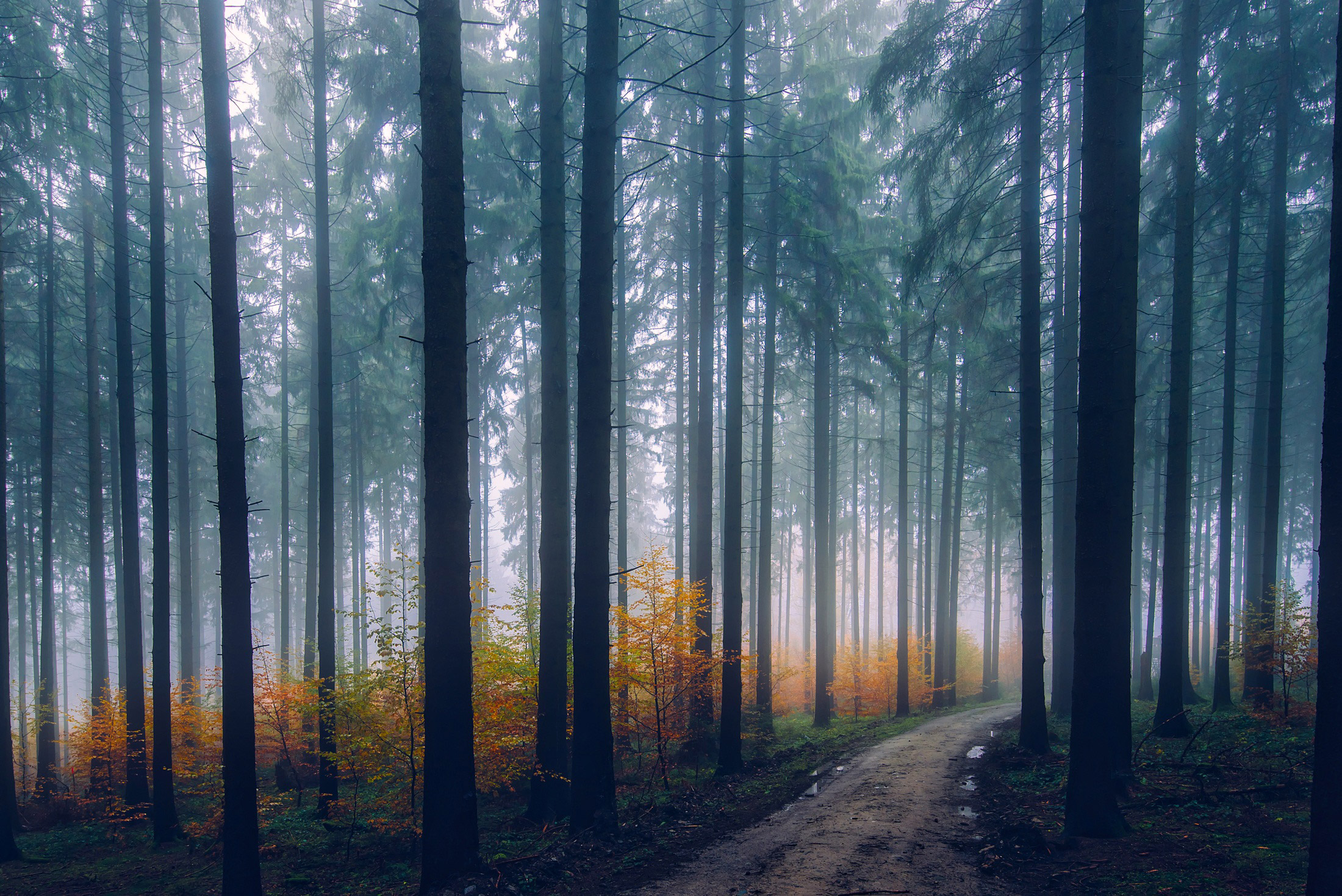 Free photo Fog in the pine forest