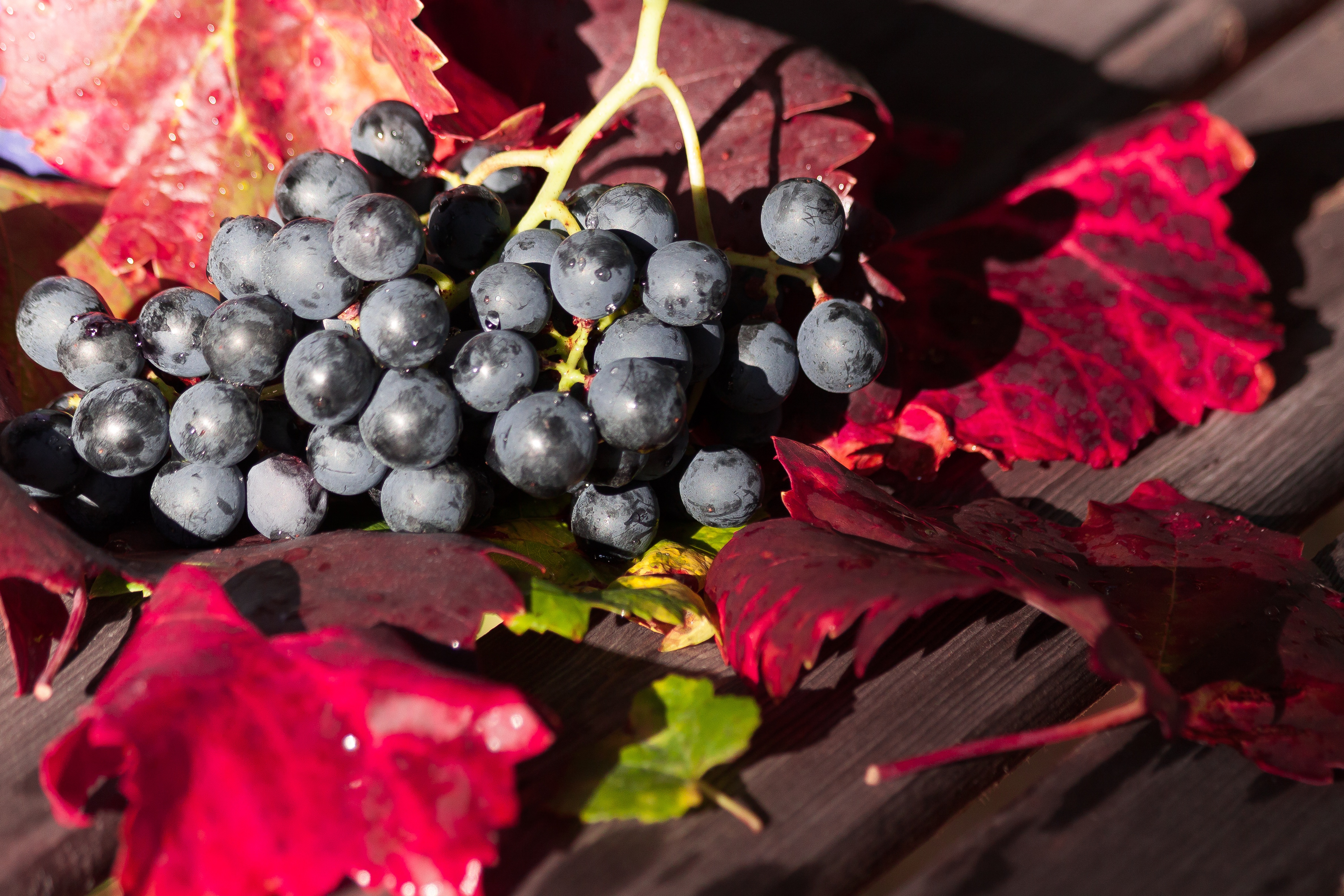 Wallpapers food red branch on the desktop