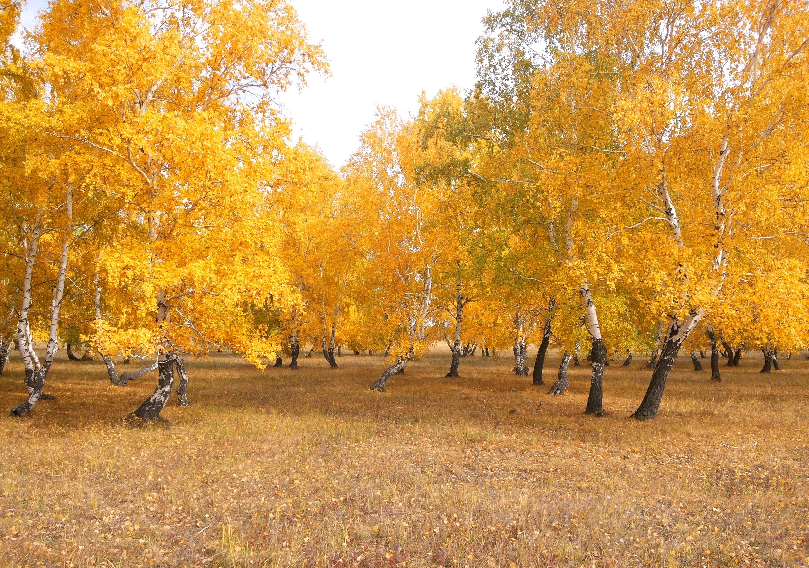免费照片秋季落叶中的白桦林