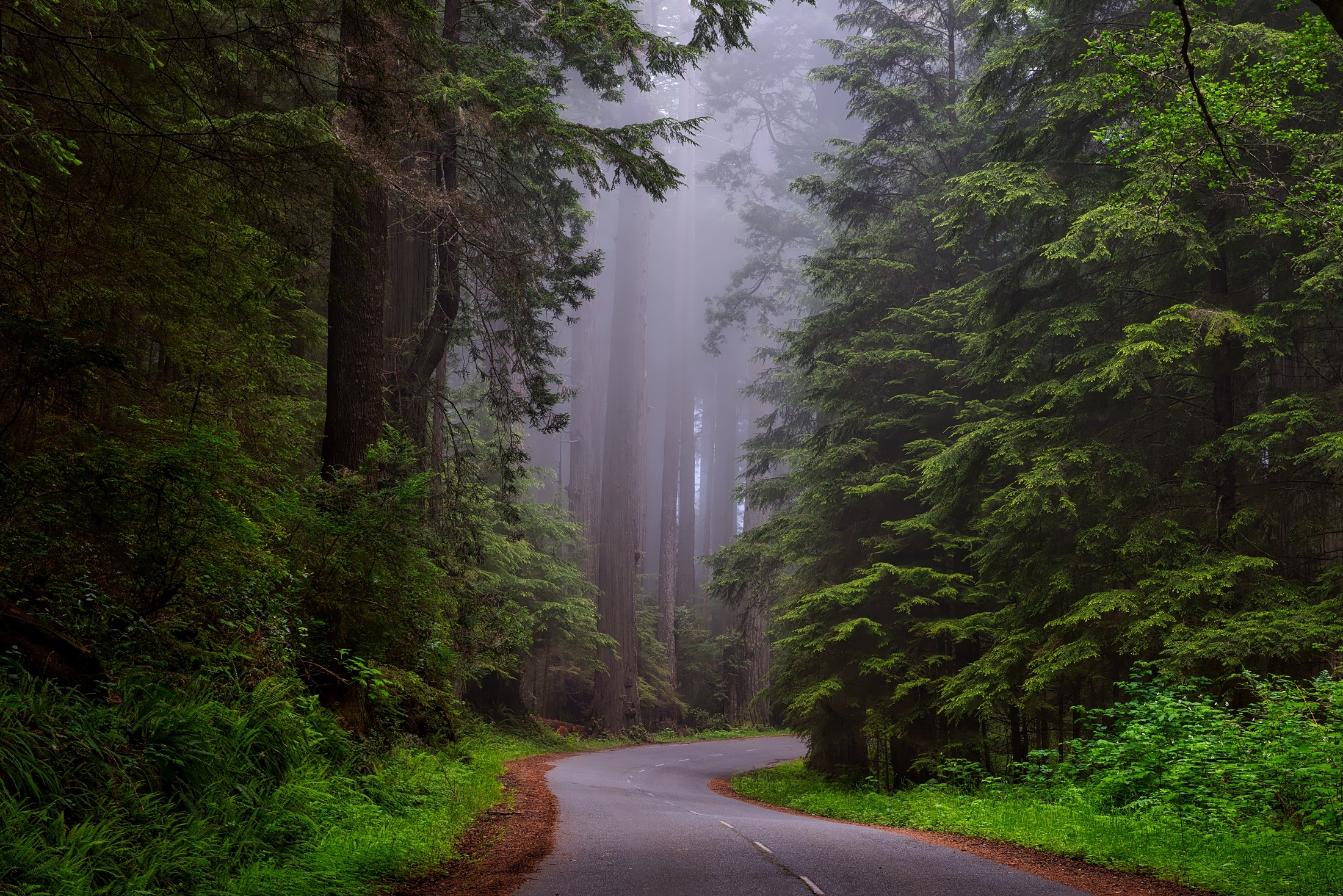 Wallpapers landscape tree nature on the desktop