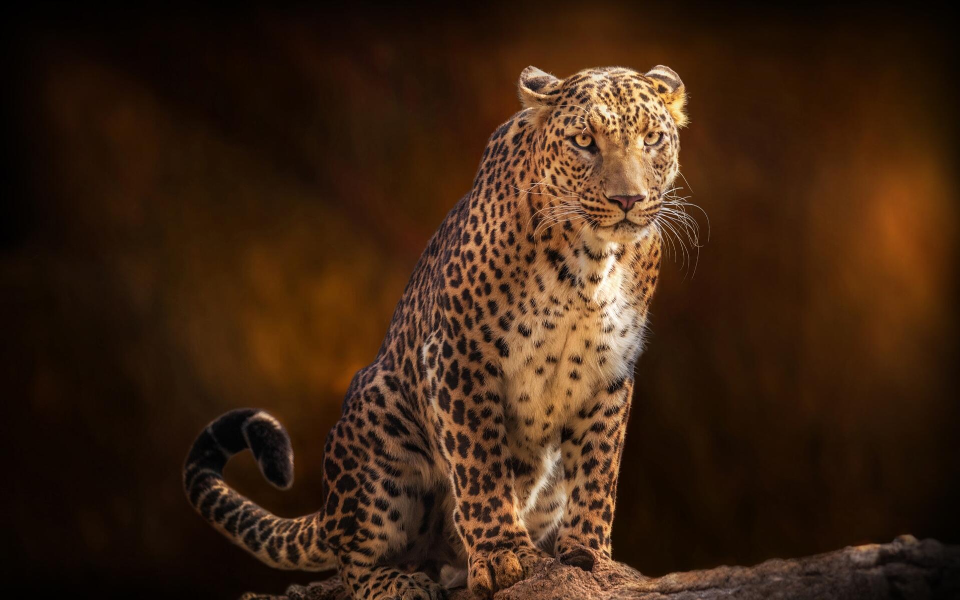 Обои leopard, animal, big cat на телефон и рабочий стол, раздел животные, разреш