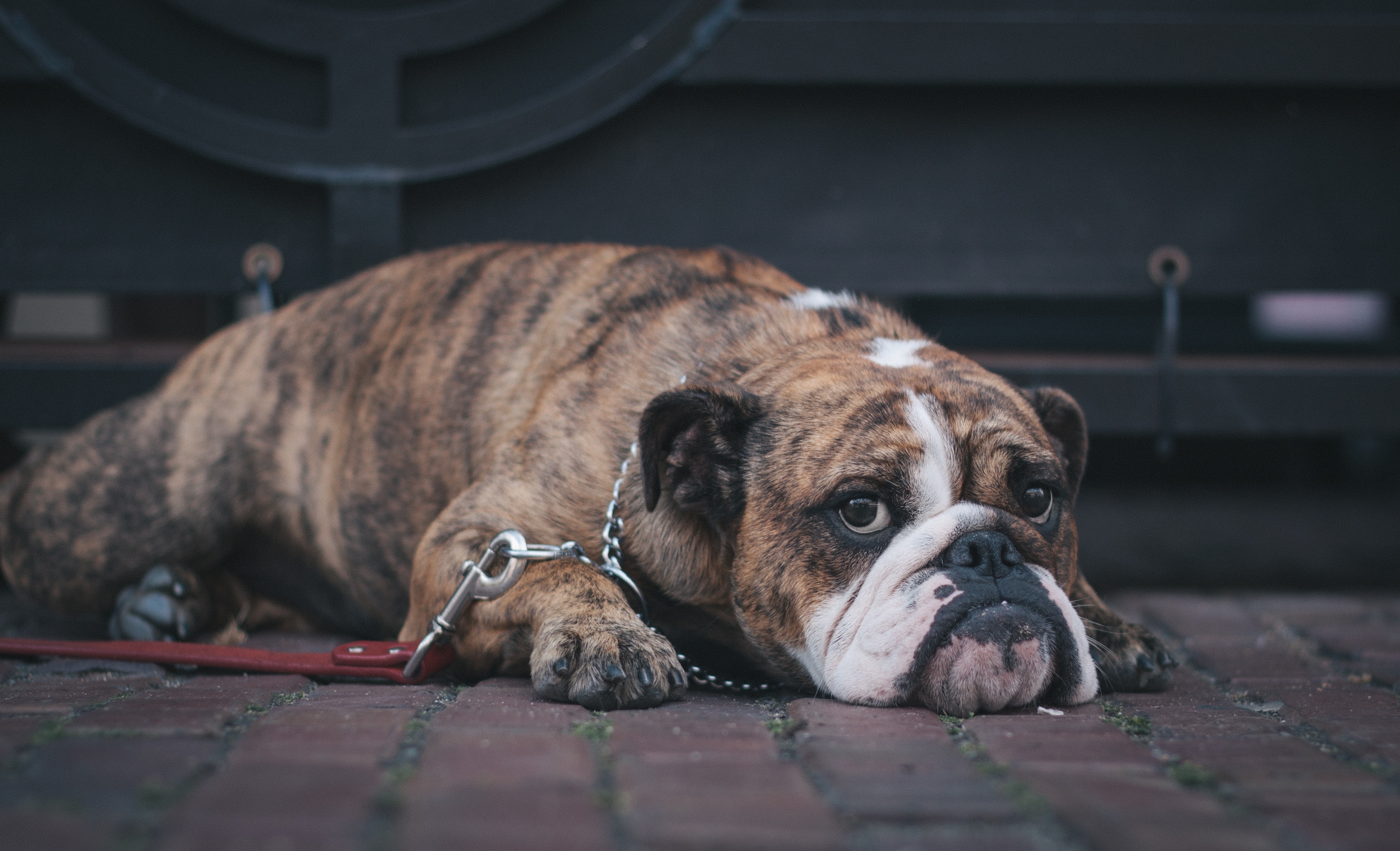 Wallpapers an animal olde english bulldogge a mammal on the desktop