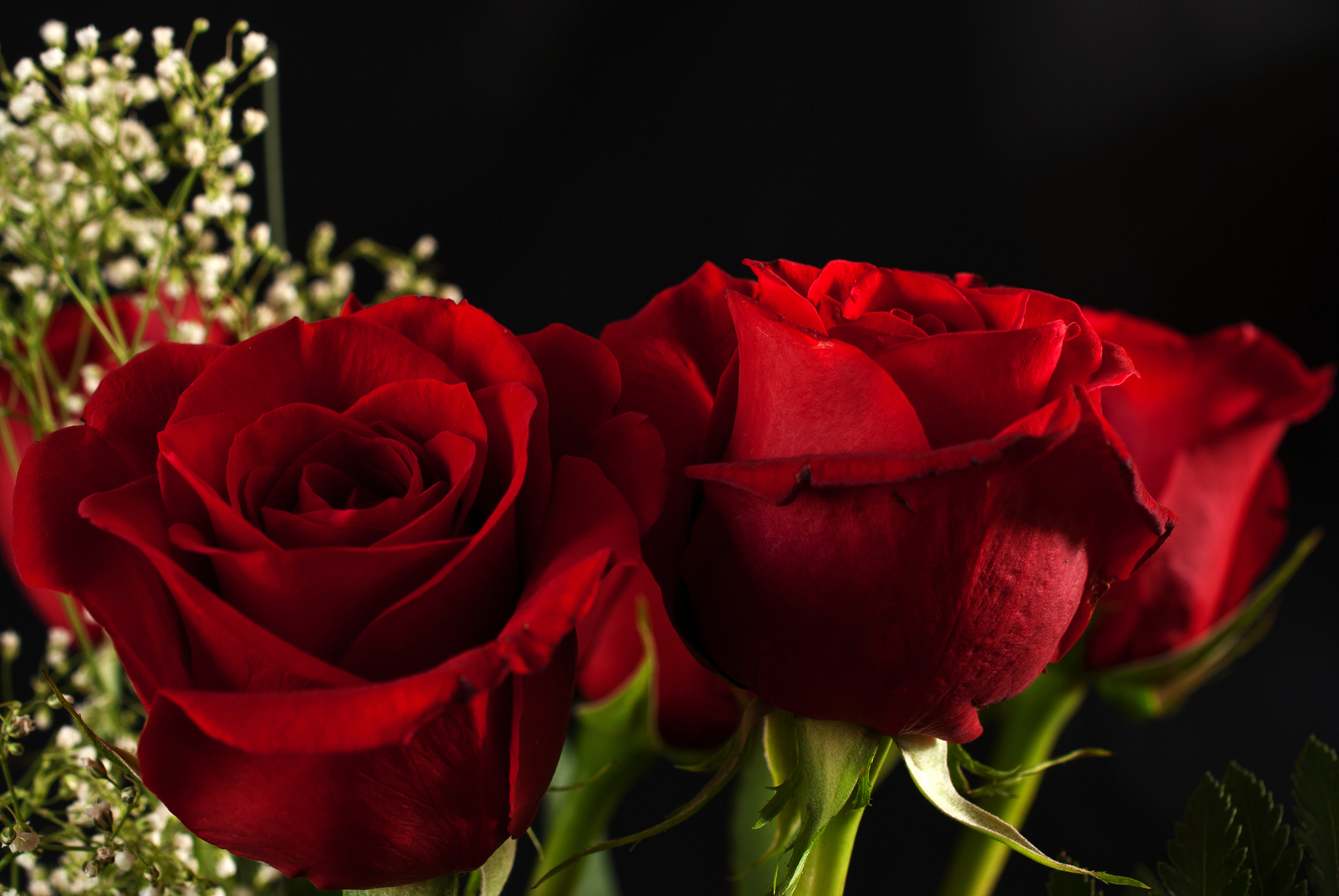 Free photo Three red roses