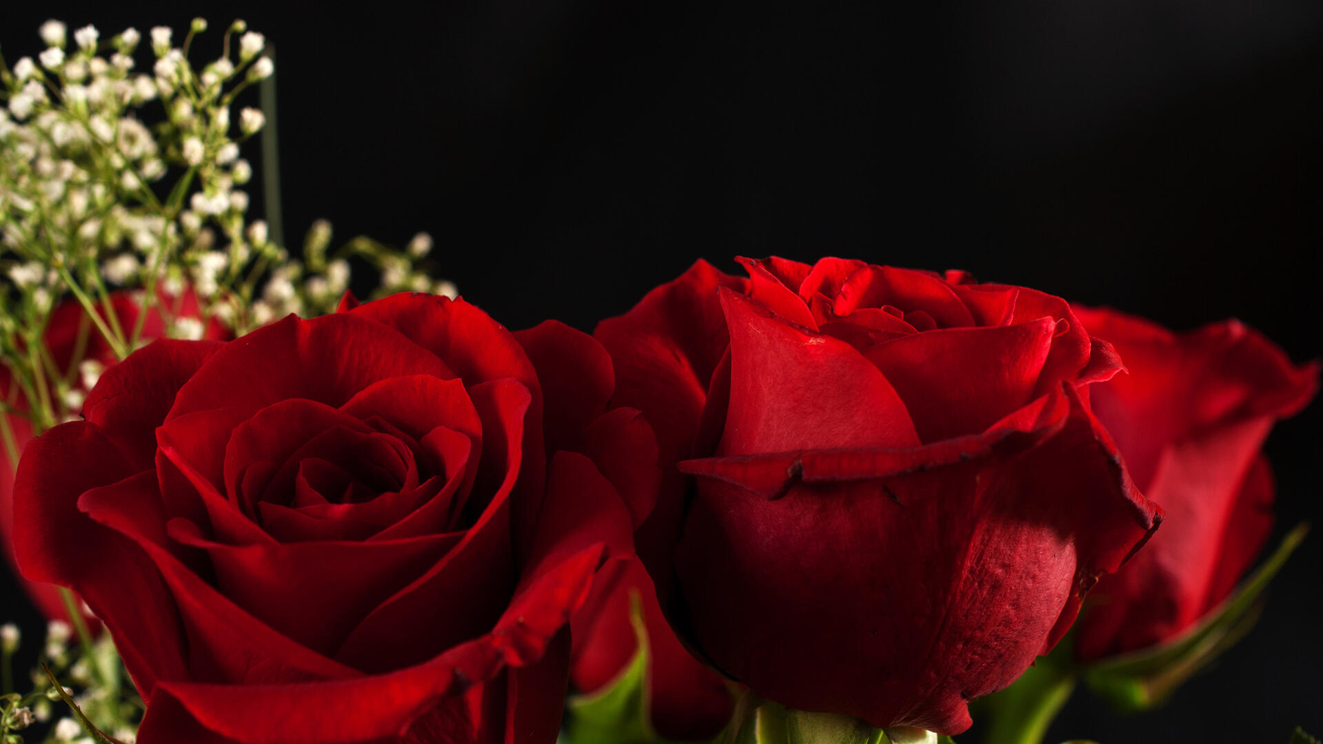 Three red roses · 1920x1080 Full HD free photo from photomonstr ...