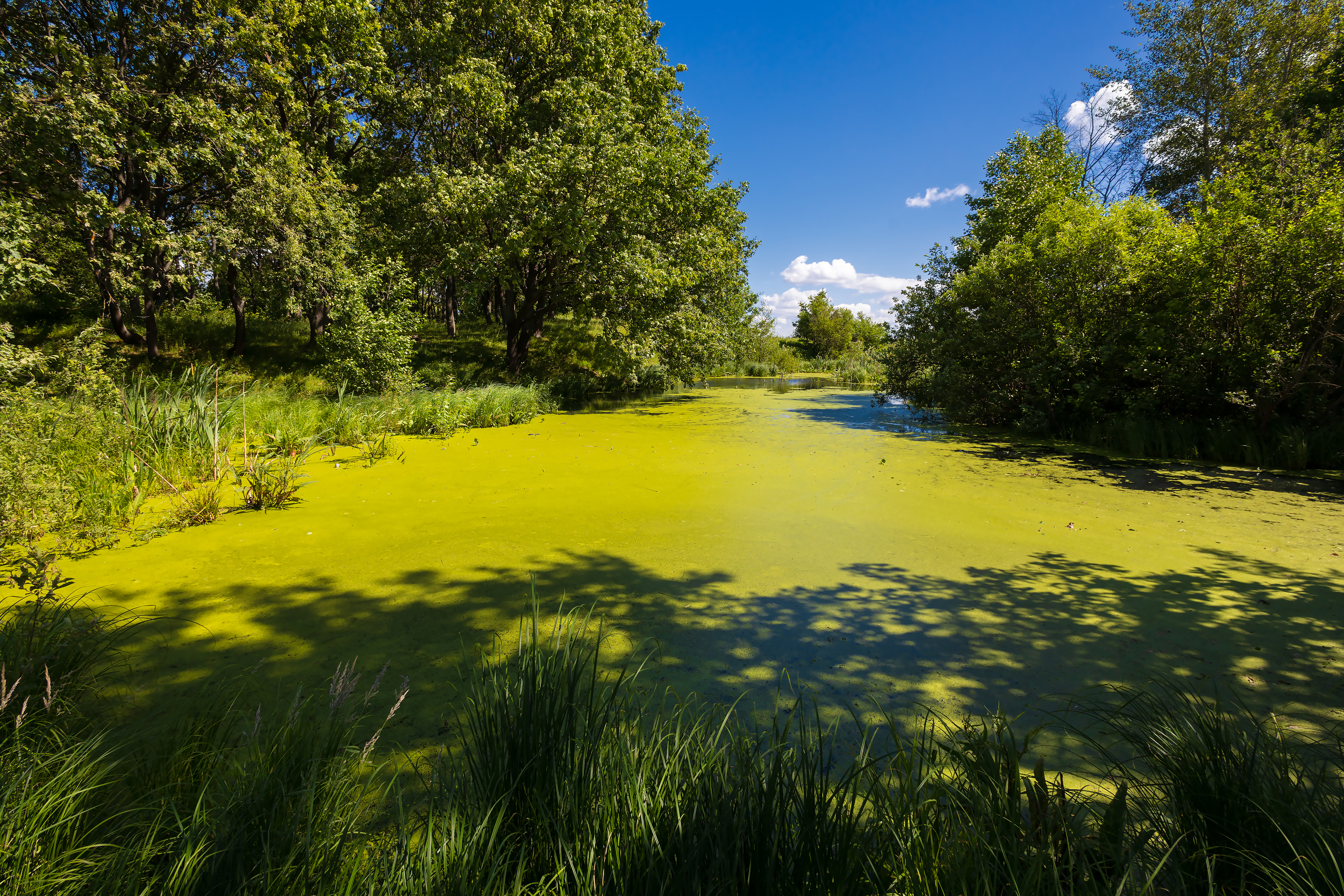 Бесплатное фото Заболоченная заводь