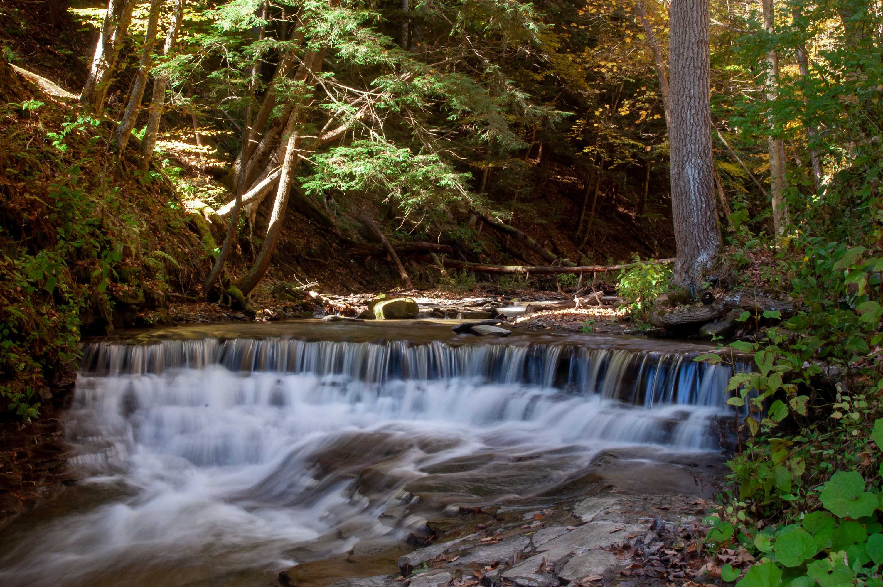 Free photo A stream with rapids in a wild forest