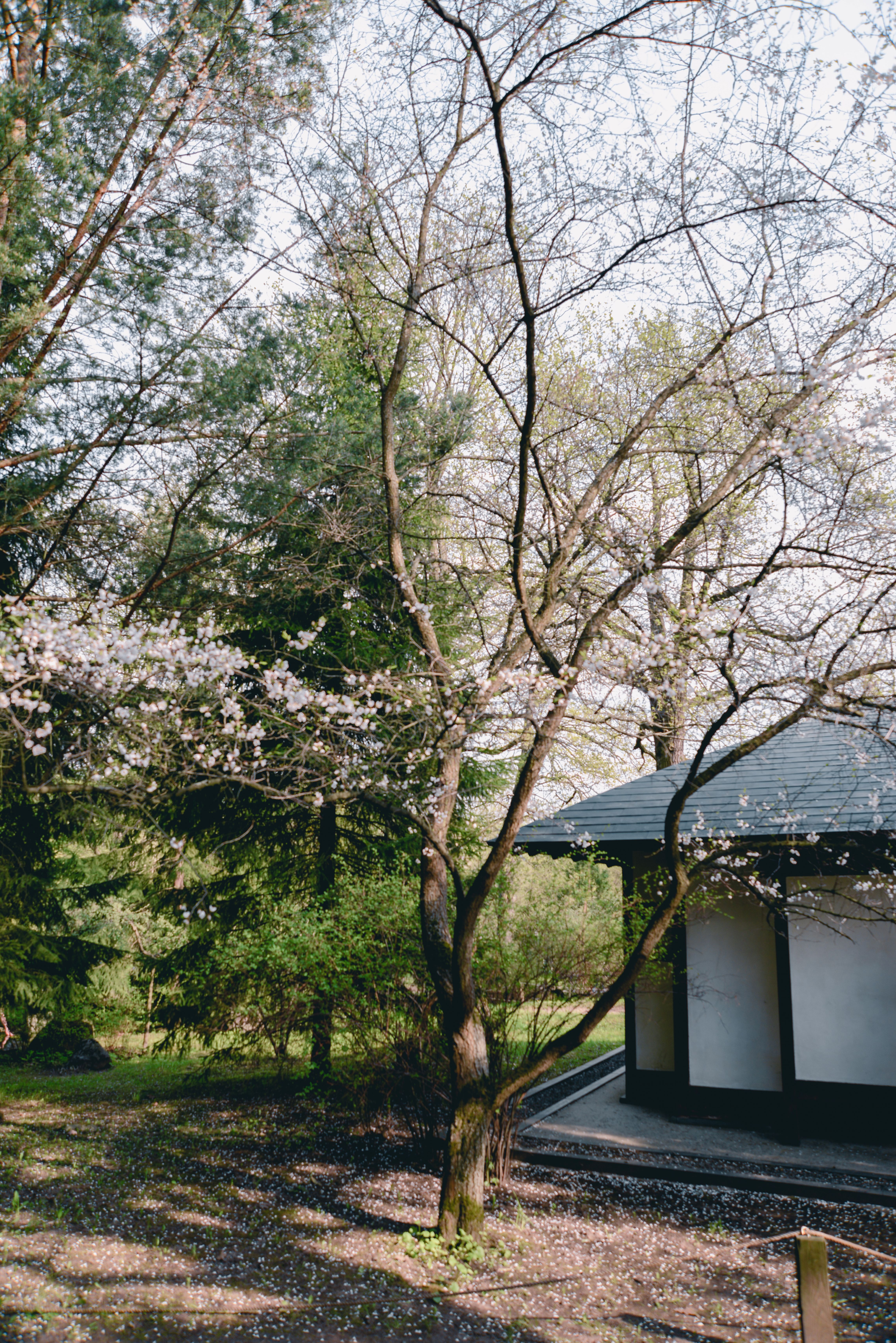 Японский сад весной